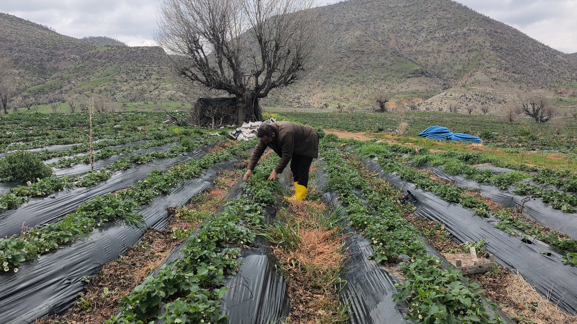 Sason Çileği Üreticileri