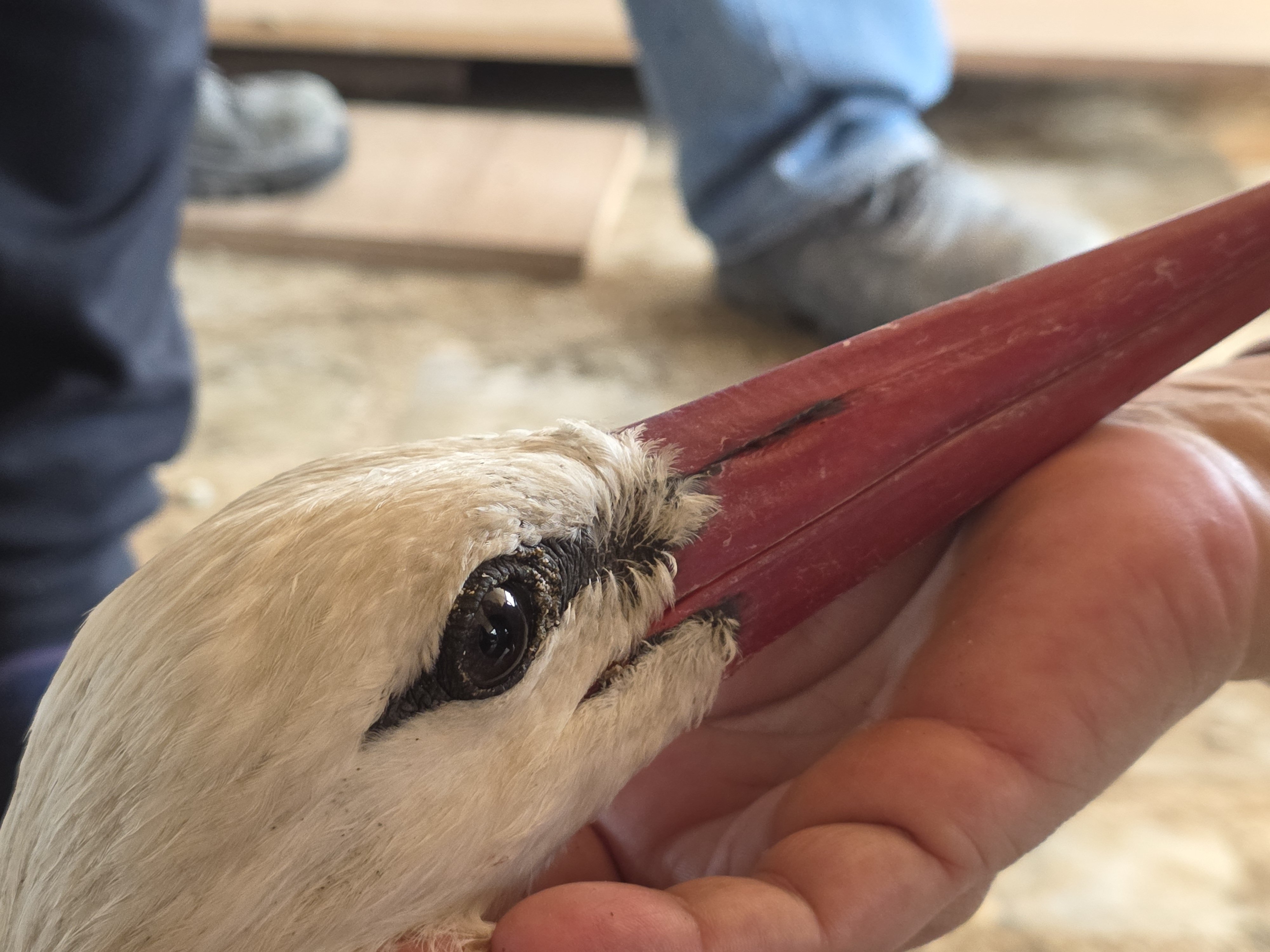 Hatay leylek göçü
