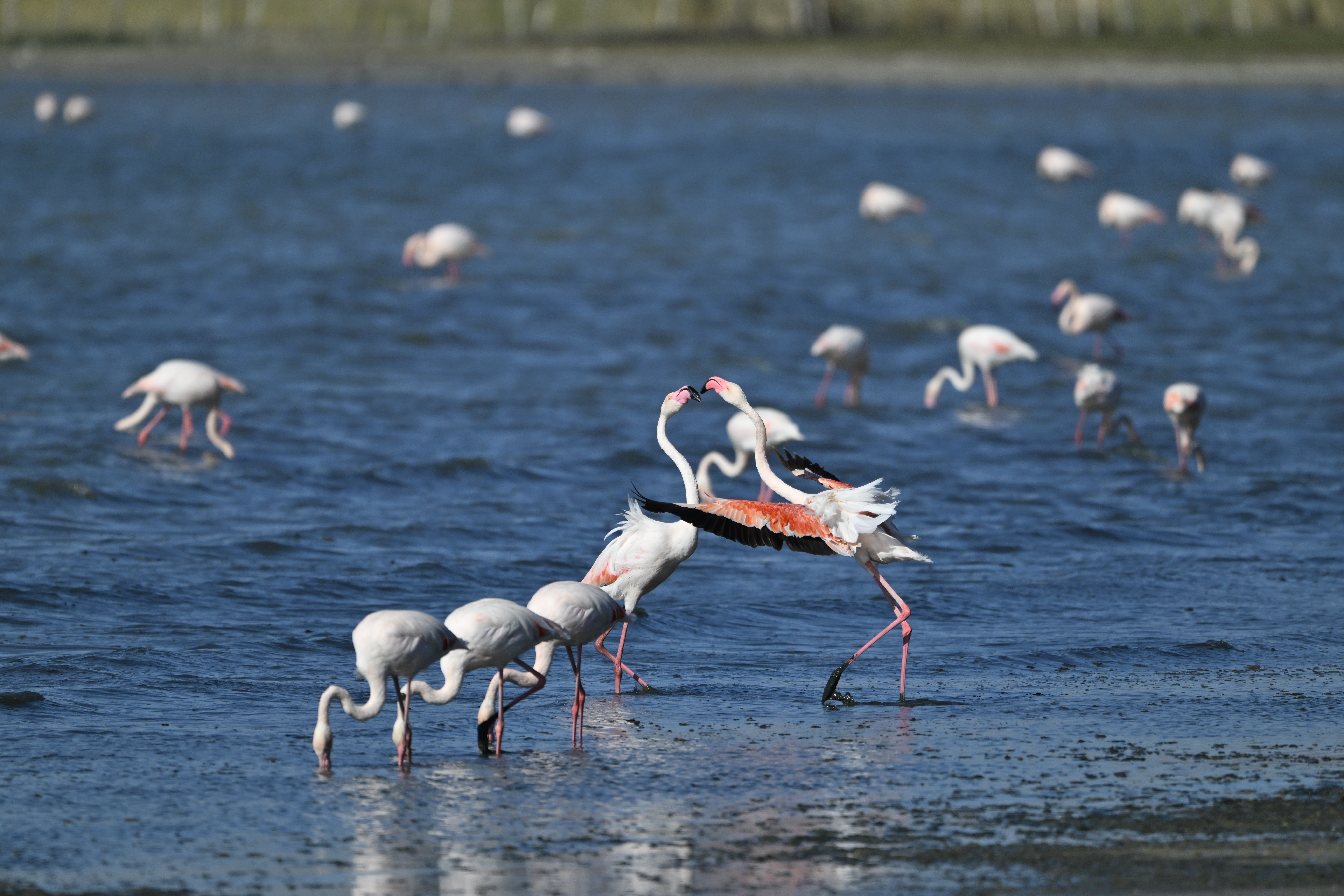 Van flamingo jandarma koruma