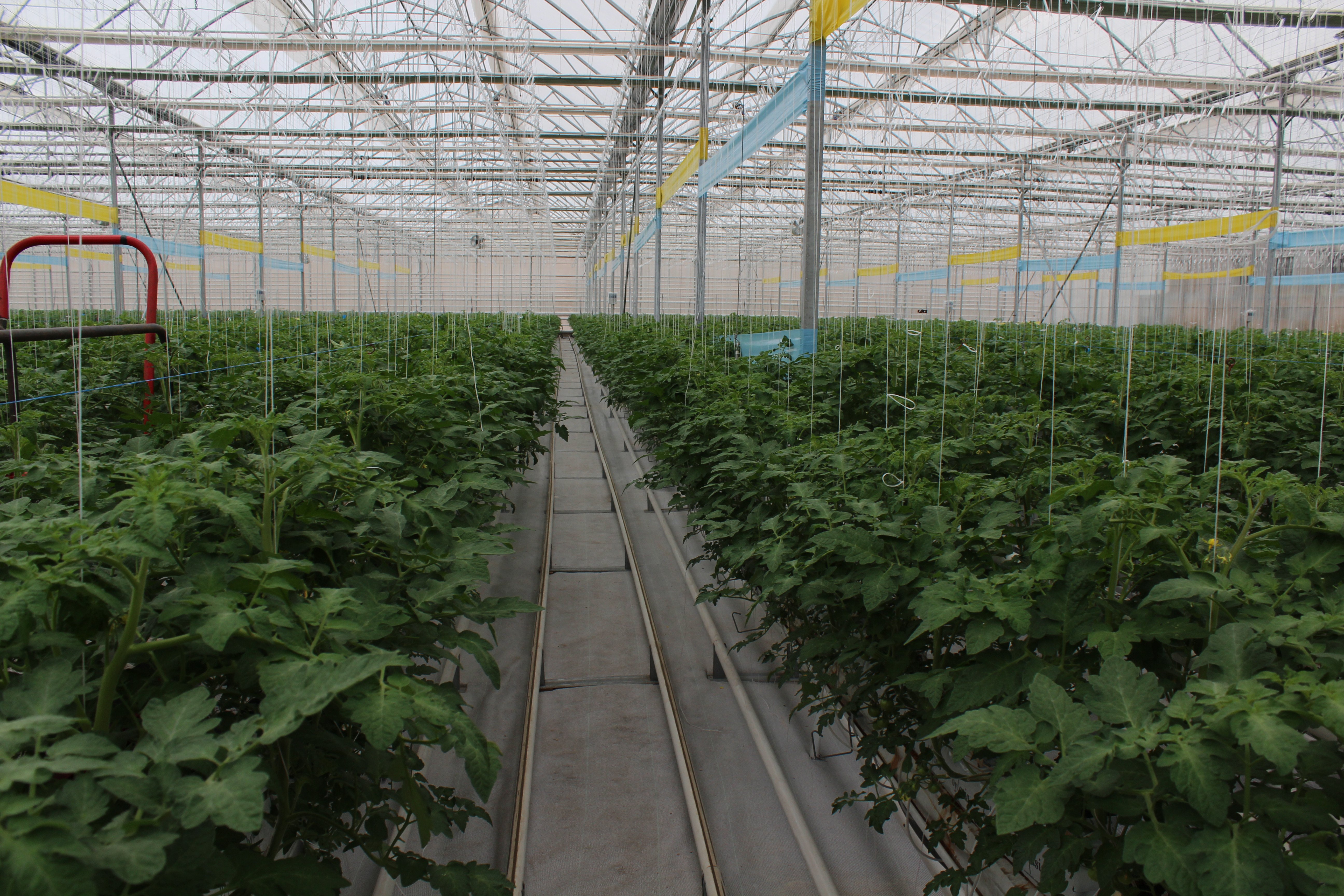 Bakan Yumaklı sera incelemeleri