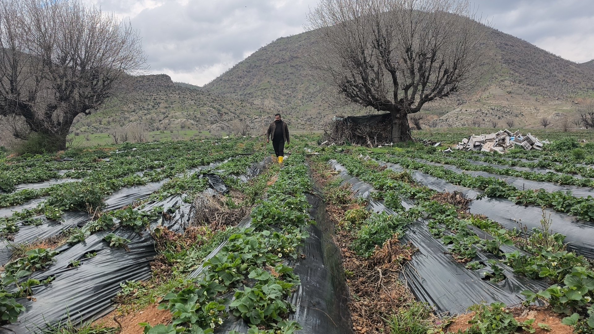 Sason Çileği Tarlaları