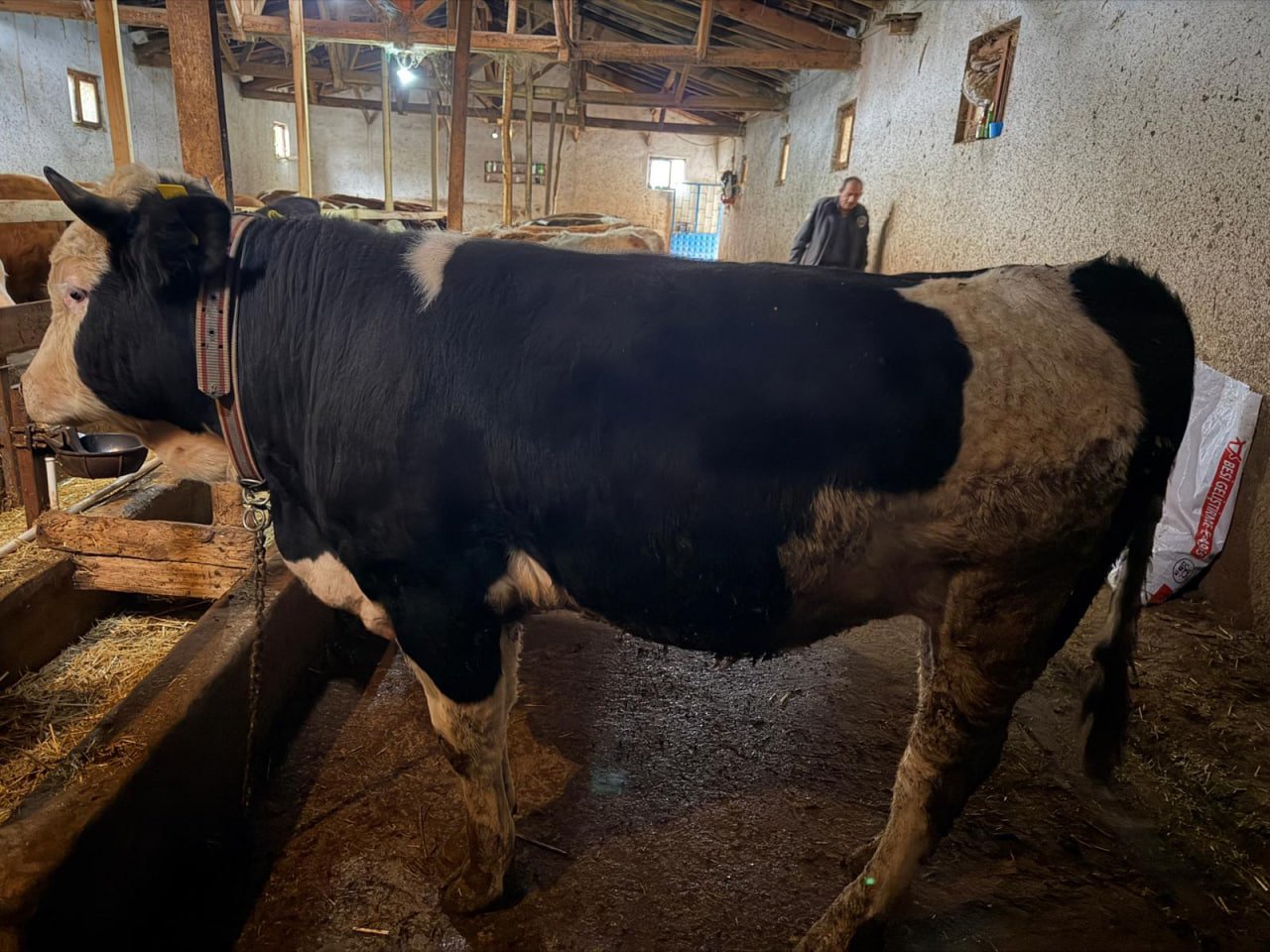 Çorumda mühürlü ahır kapısı