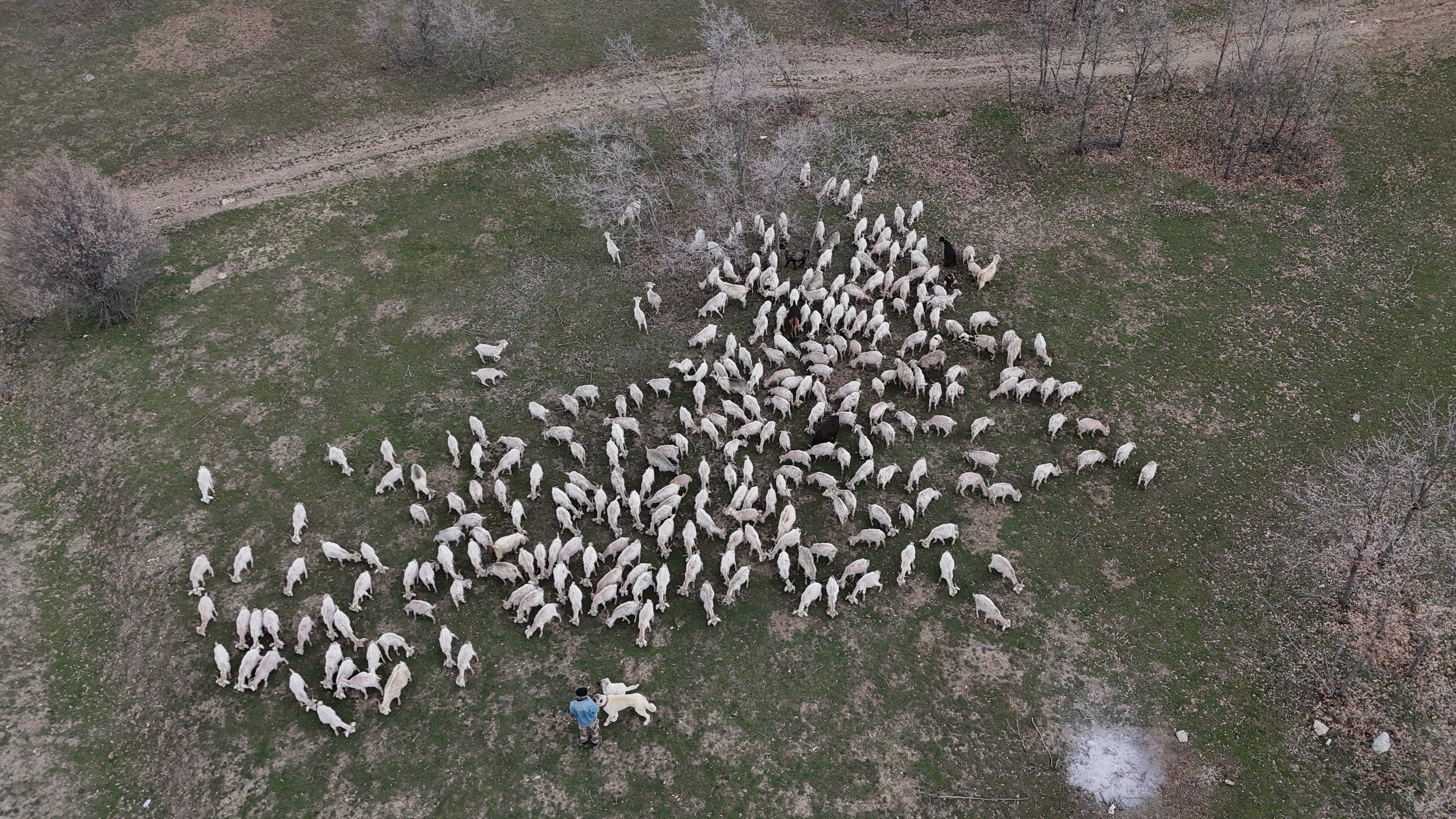 Ankara Keçisi Tiftik