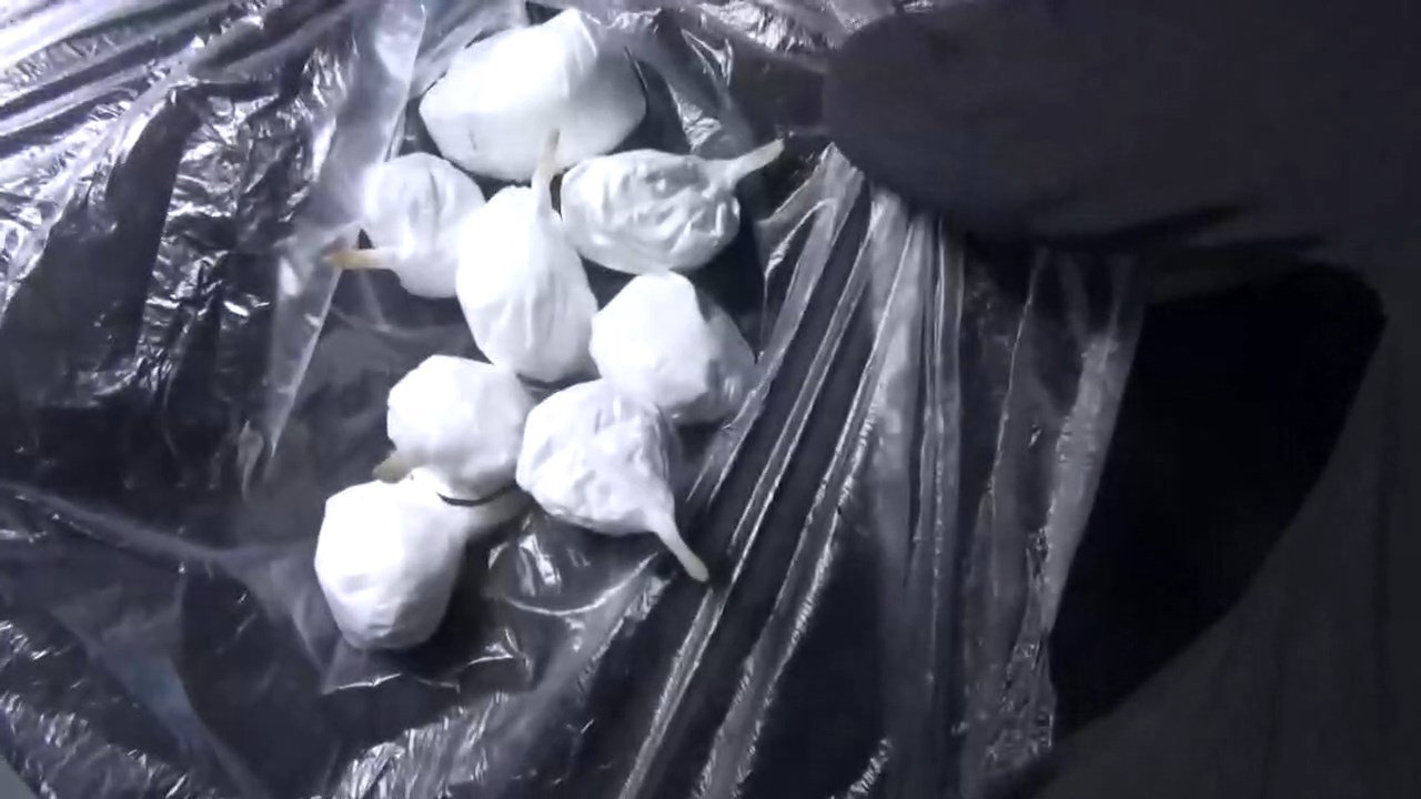 Narkotik ekipleri operasyon hazırlığı