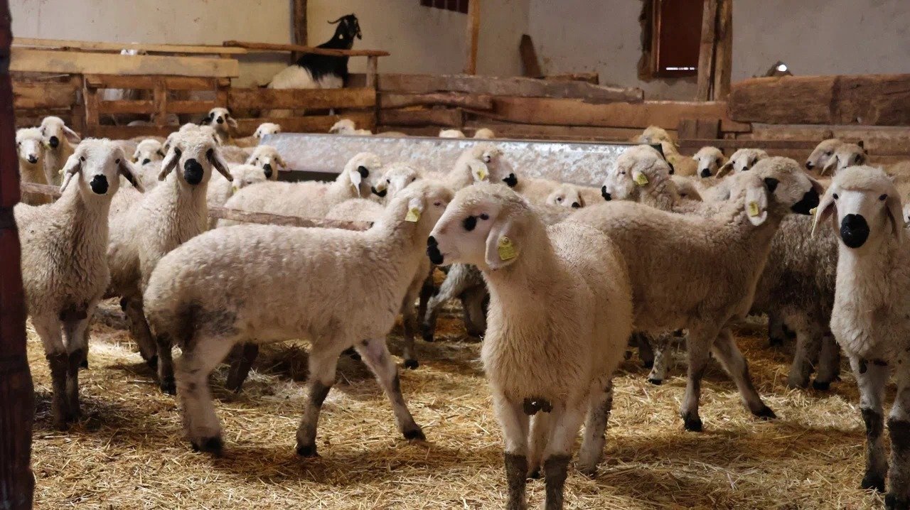 Sercan Yüce kuzular ile