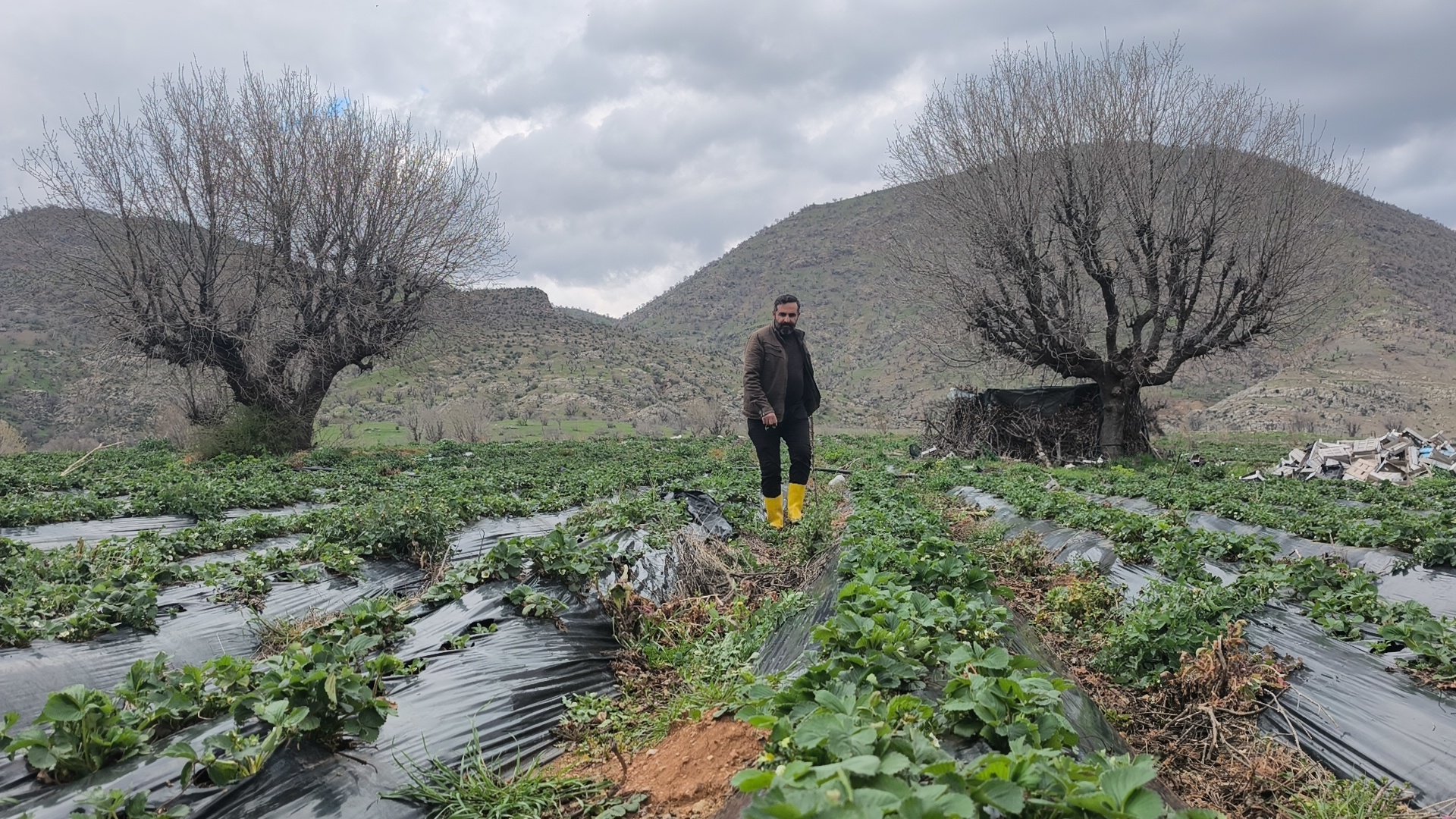 Sason Çileği Üretimi