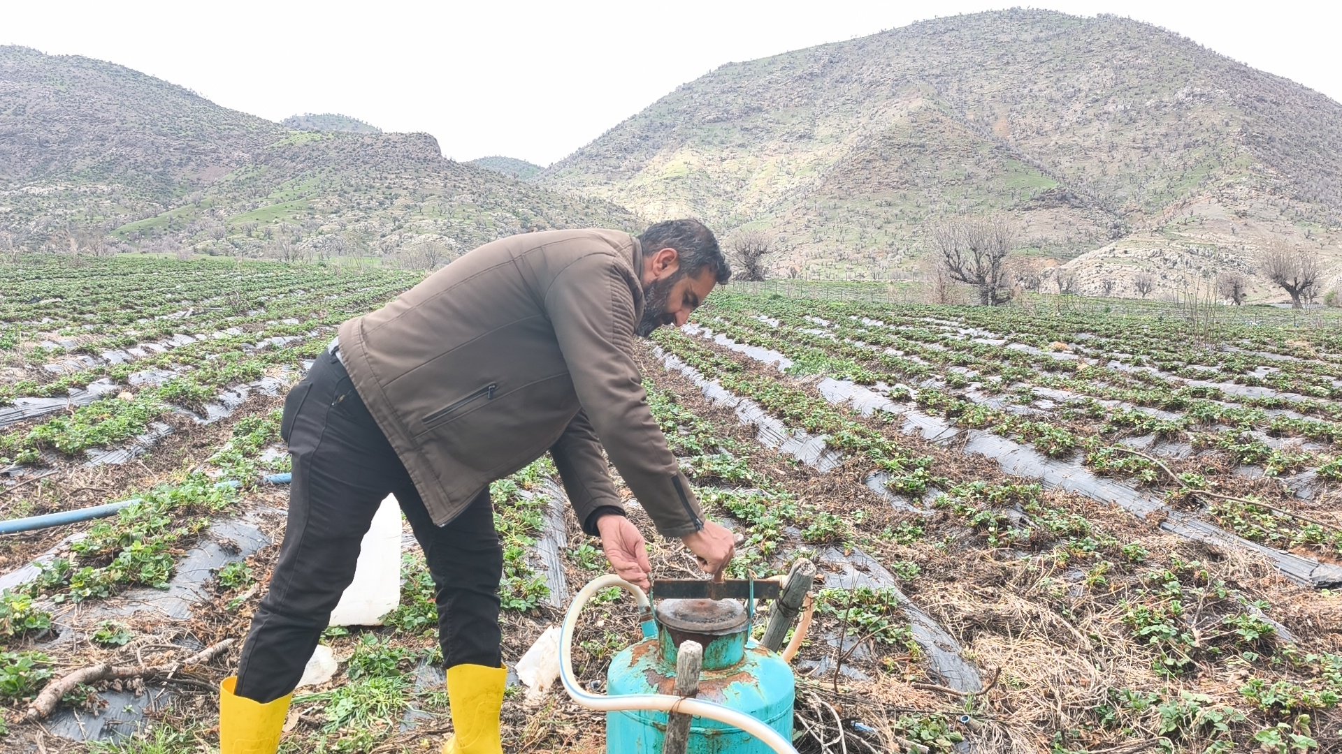Sason Çileği Hasat Töreni