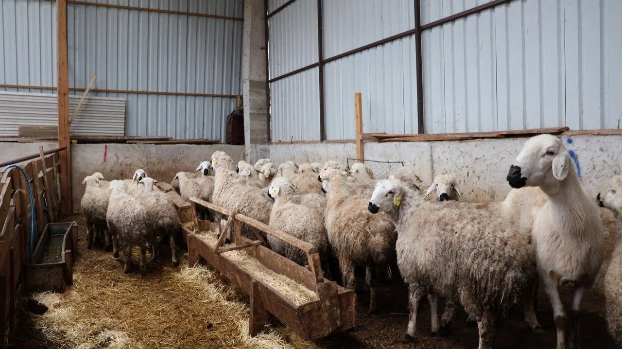 Genç Çiftçi Projesi kapsamında alınan koyunlar