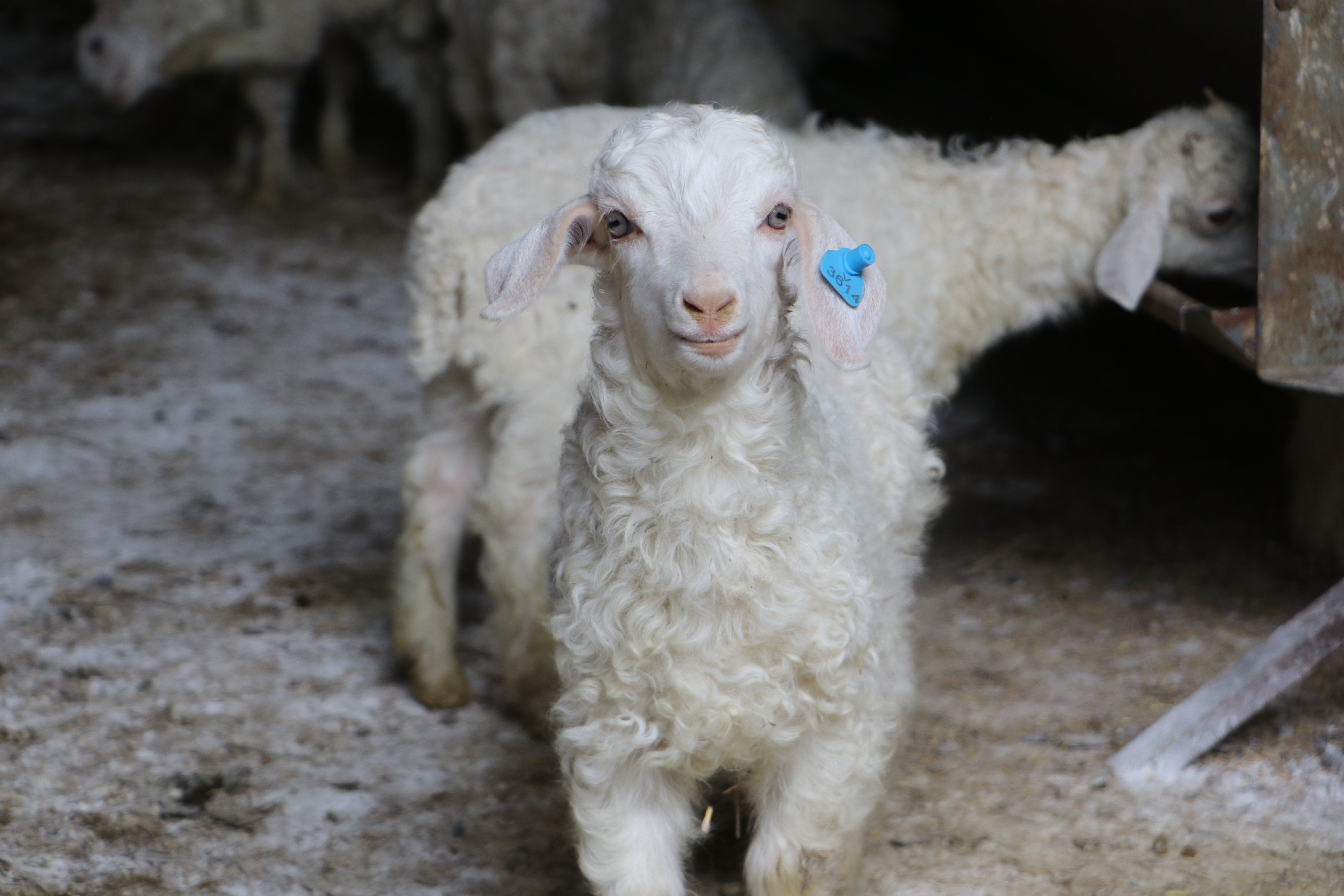Ankara Keçisi Sürüsü