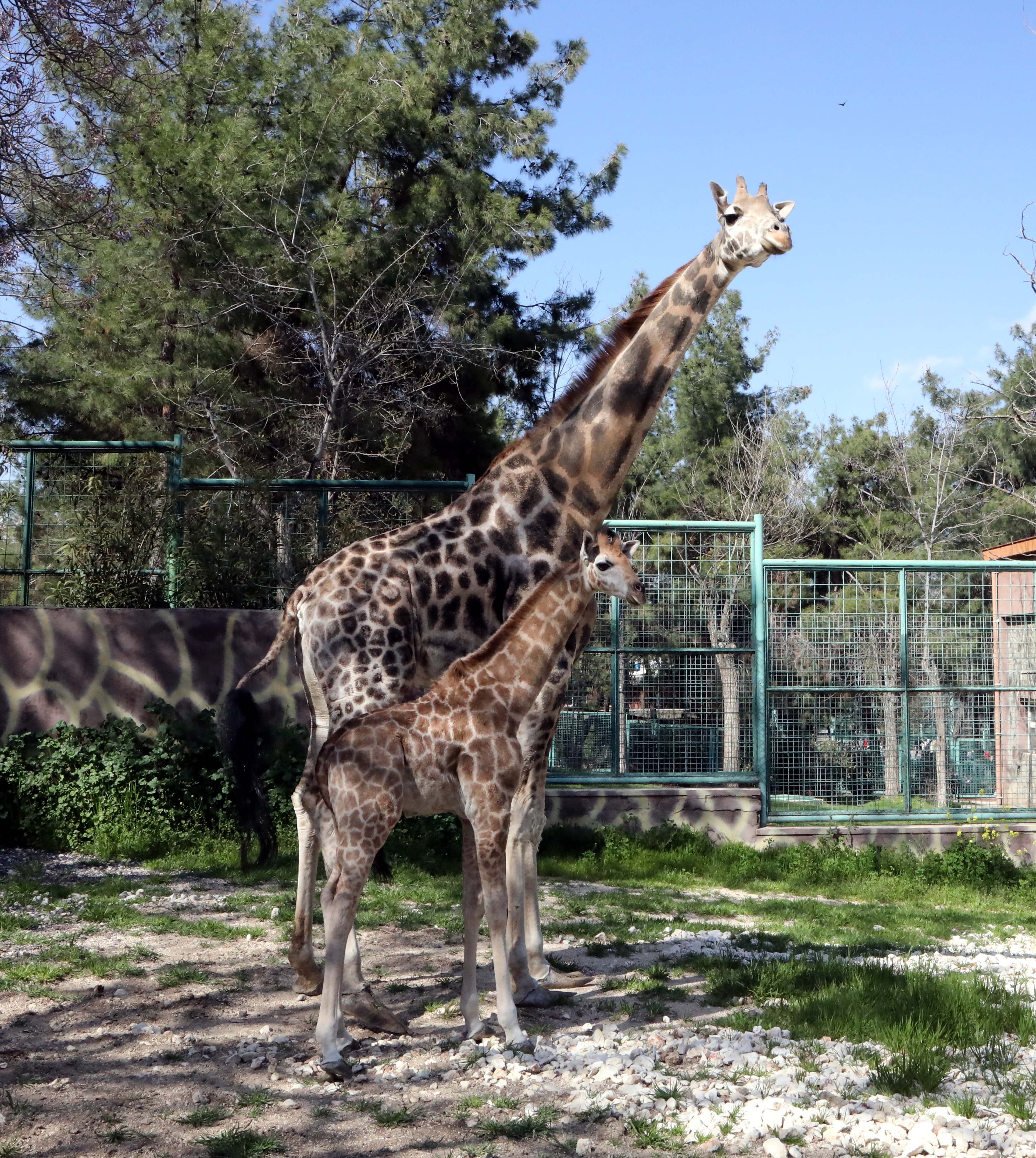 Zürafa yavrusu annesi Selvi ile birlikte