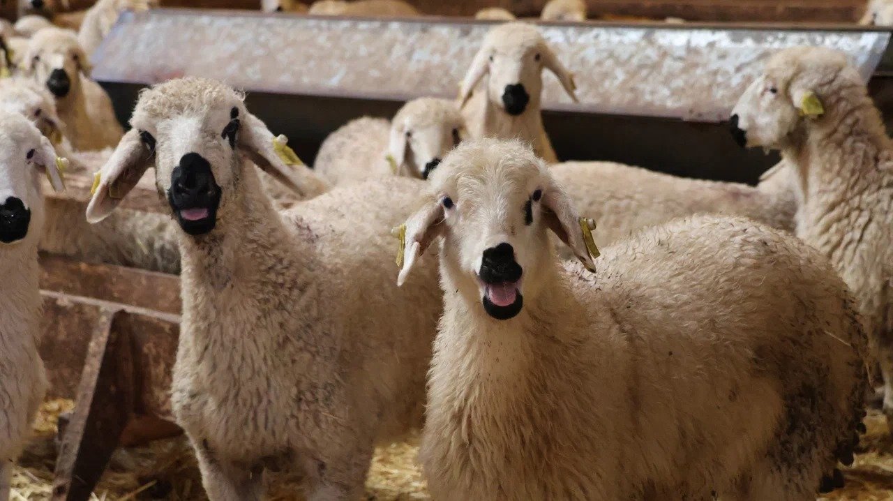 Sercan Yüce koyunları ile