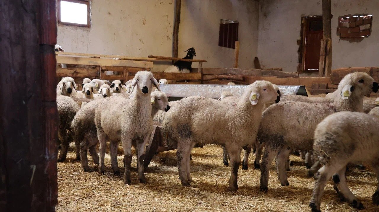 Tarım ve hayvancılıkta genç istihdam