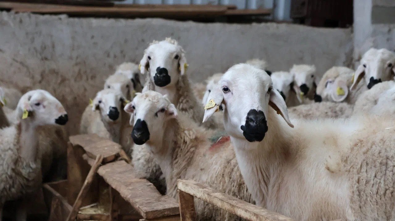 Akkaraman ırkı koyunlar