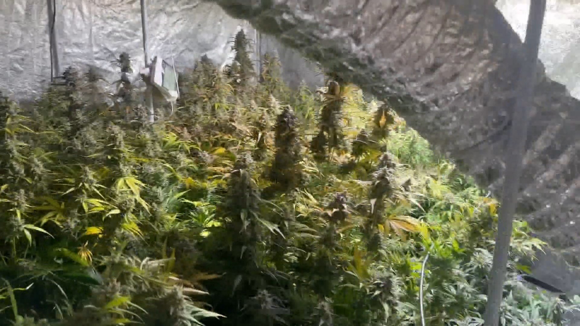 Avcılar uyuşturucu ele geçirilen maddeler