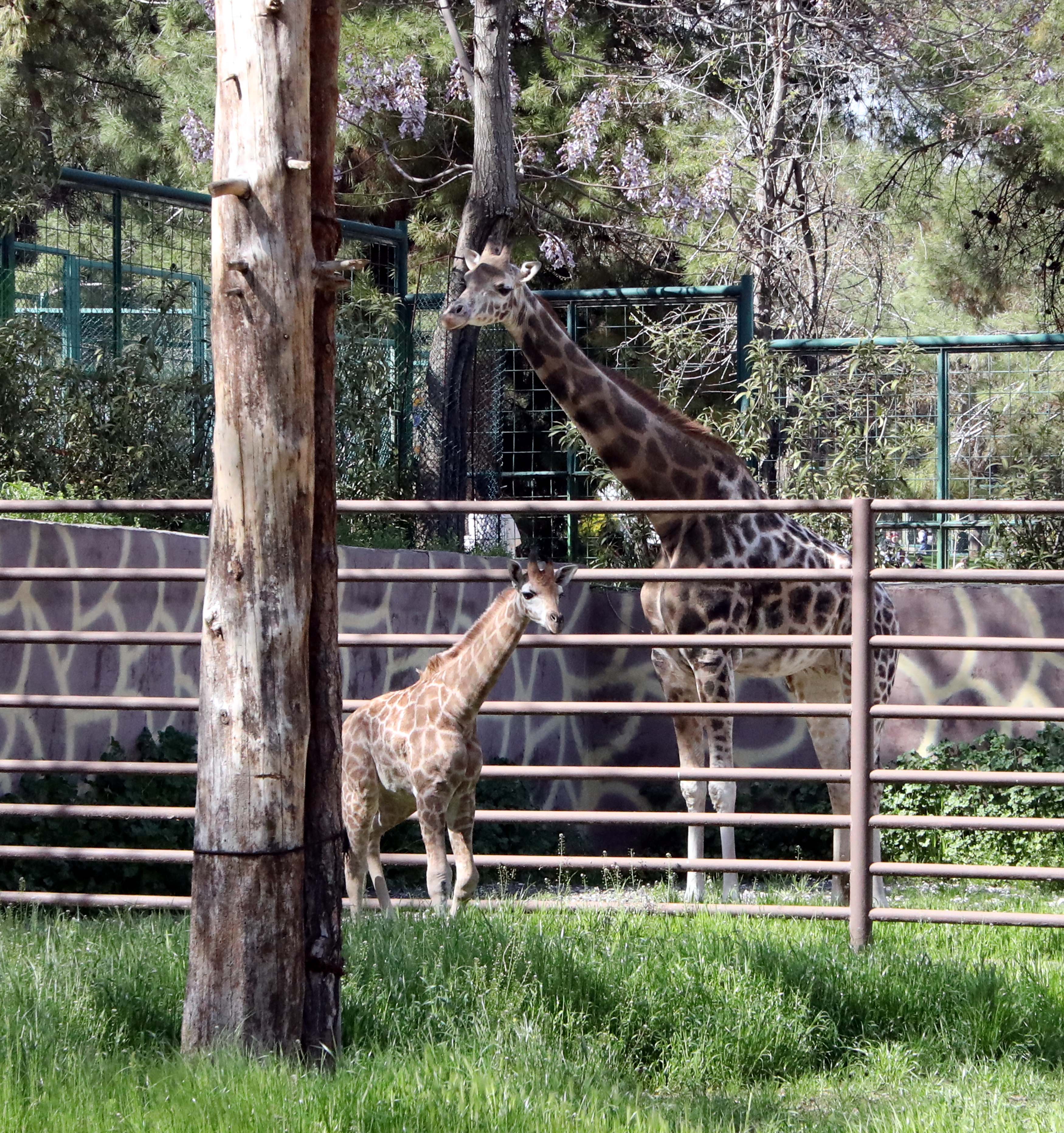 Yavru zürafa ve annesi Selvi