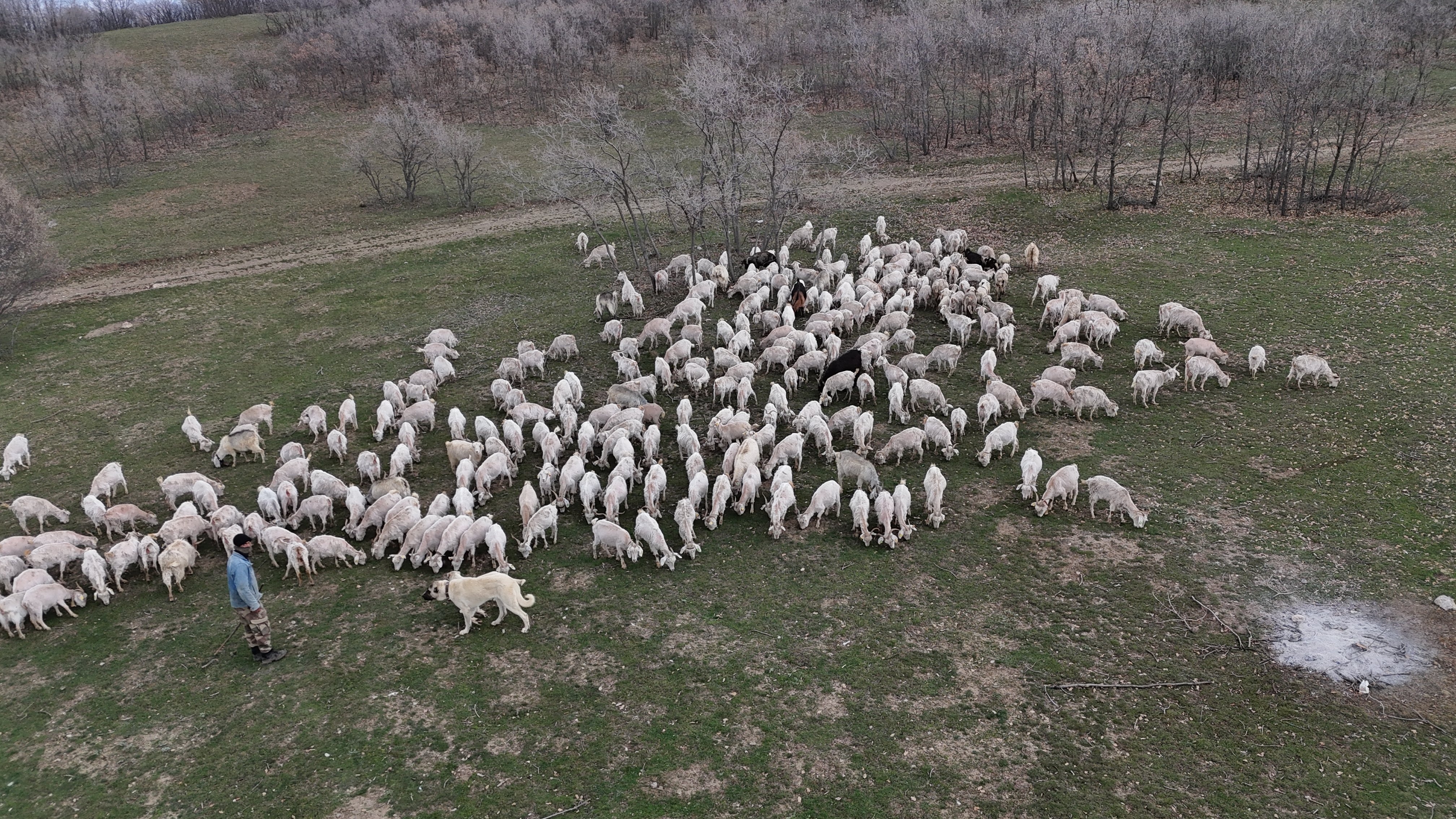 Nazlı Uyar Keçilerle