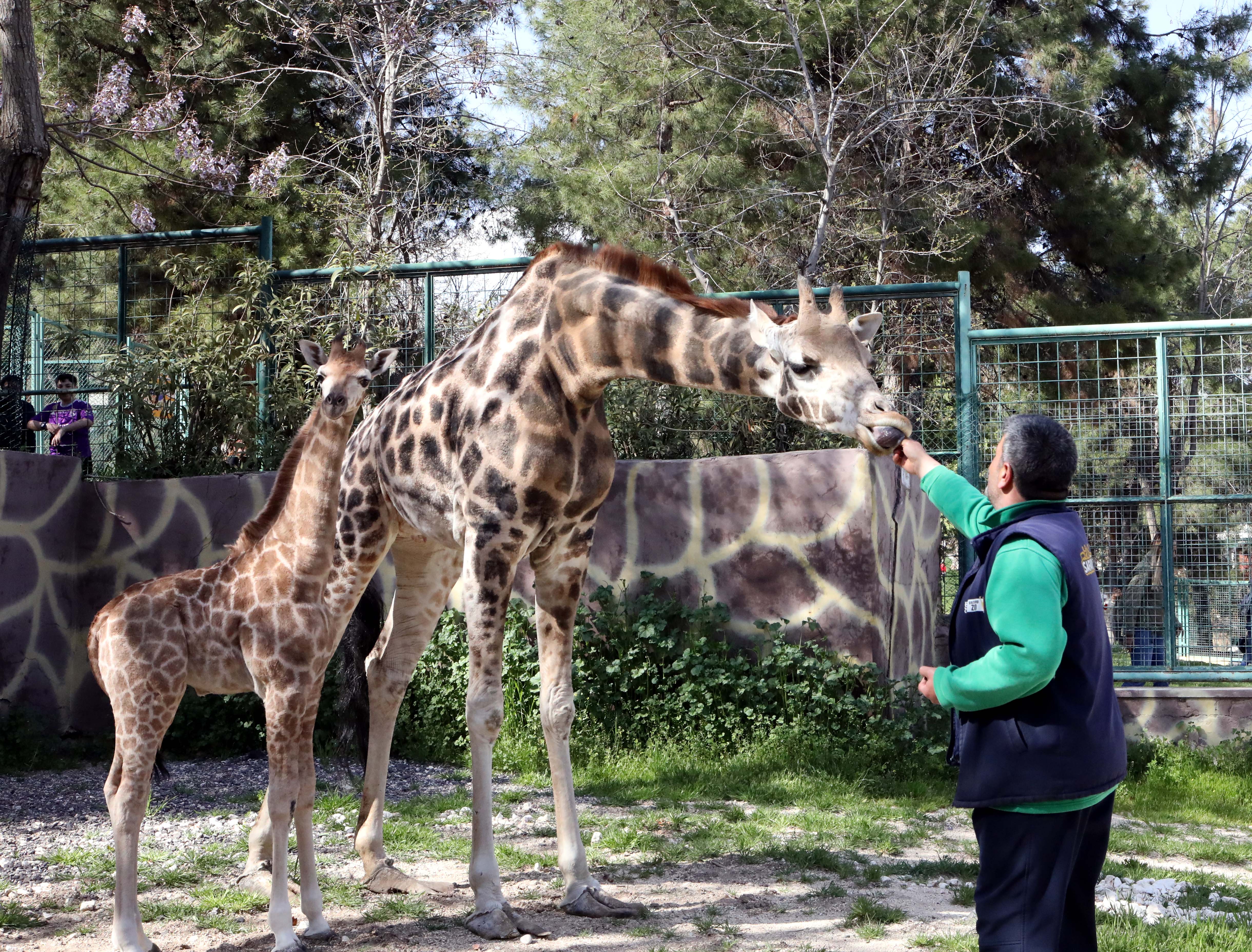 Ziyaretçiler yavru zürafayı ilgiyle izliyor