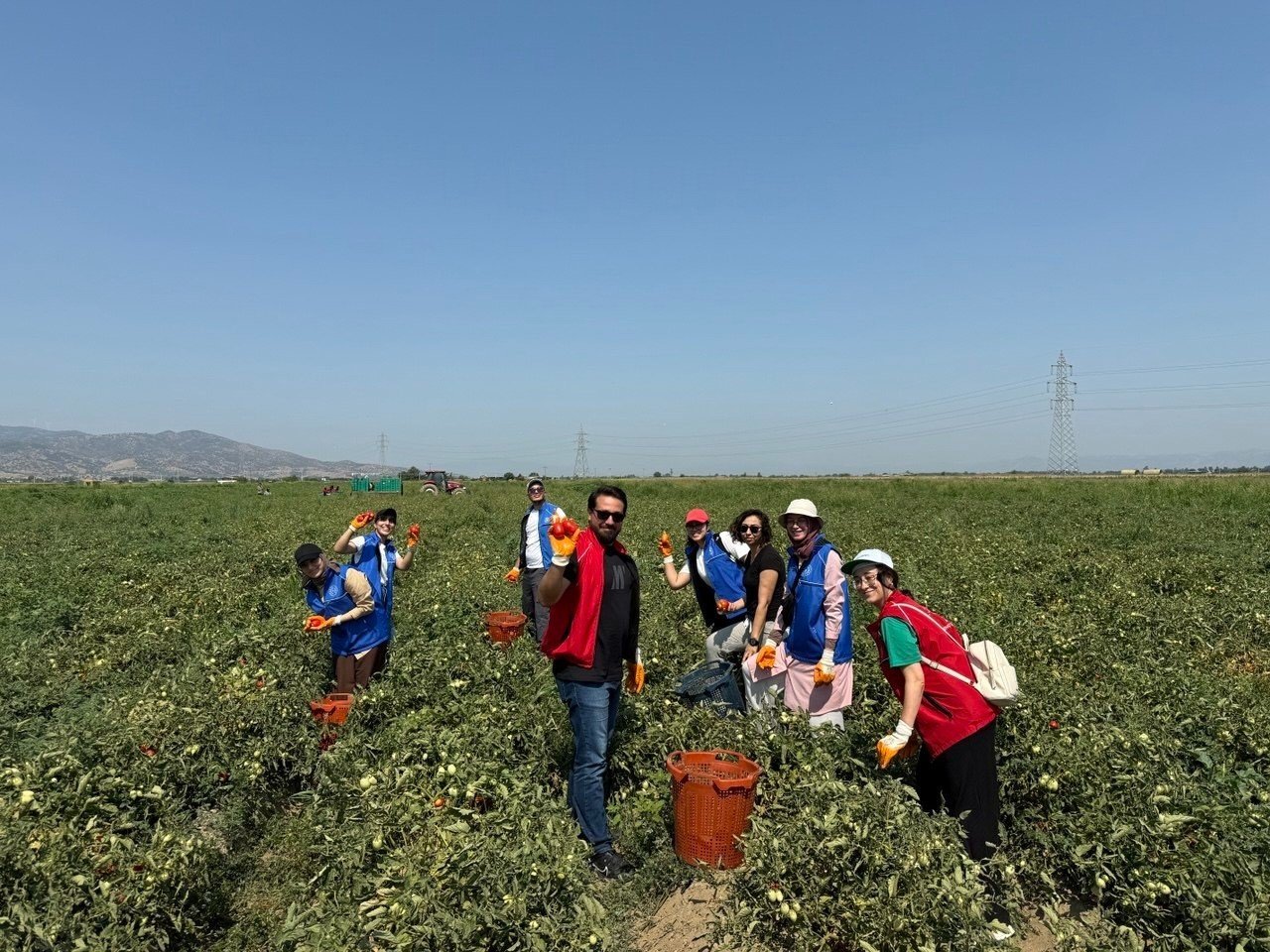 Gençler Gönüllü Hasat Etkinliğinde Tarım Yapıyor