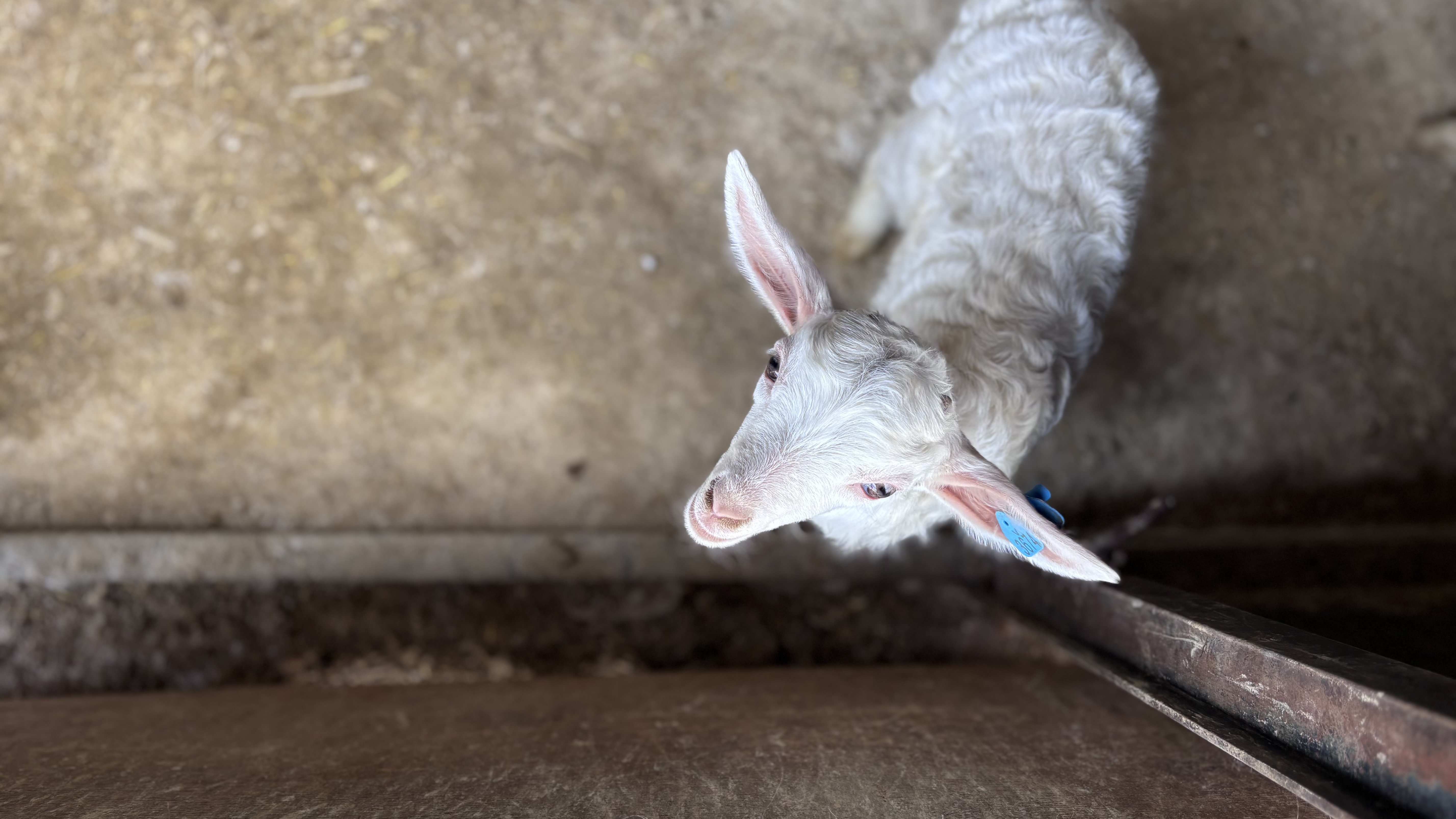 Çiftlikte Günlük İşler