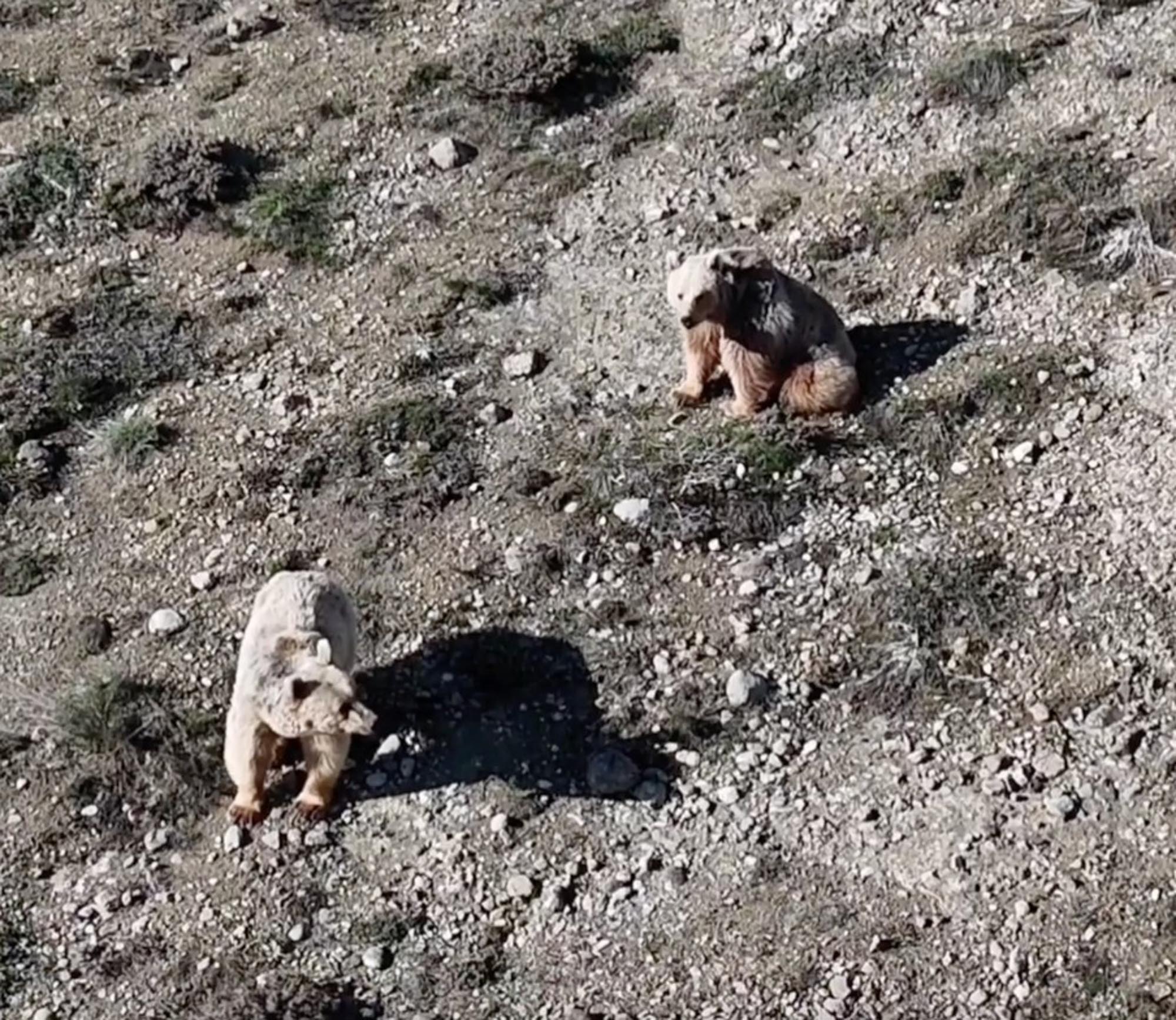 Baki Kaya dronla bozayıları uzaklaştırdı