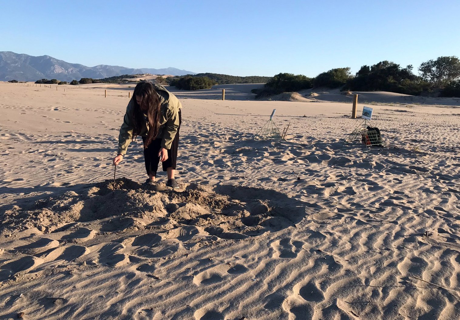 Caretta caretta deniz kaplumbağası
