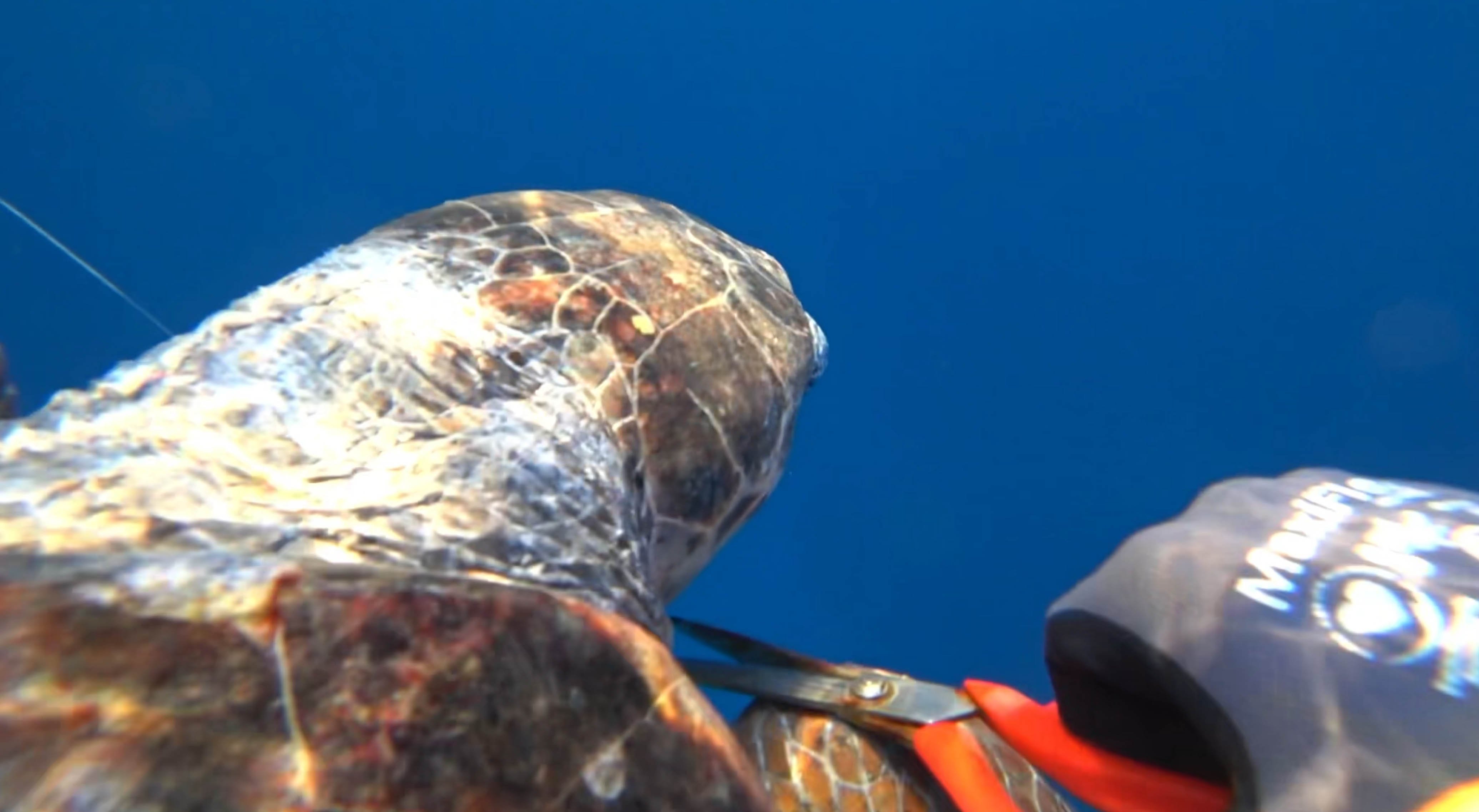 Caretta carettanın boynundaki olta iğnesi