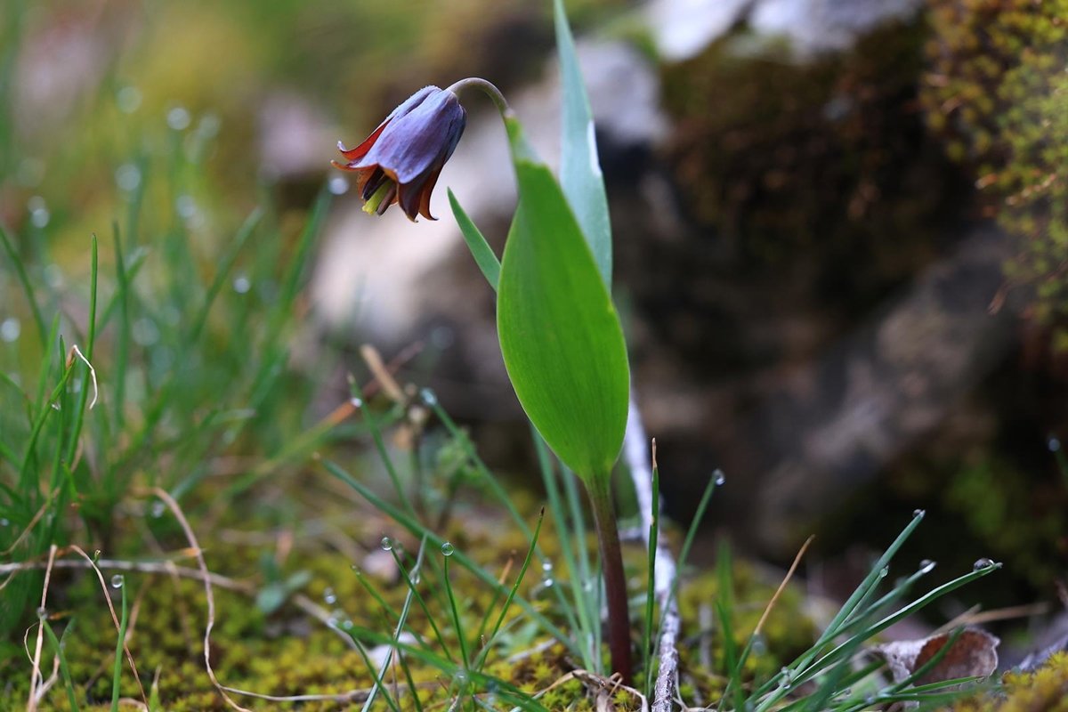 Ergani Lalesi Fritillaria bercemiae