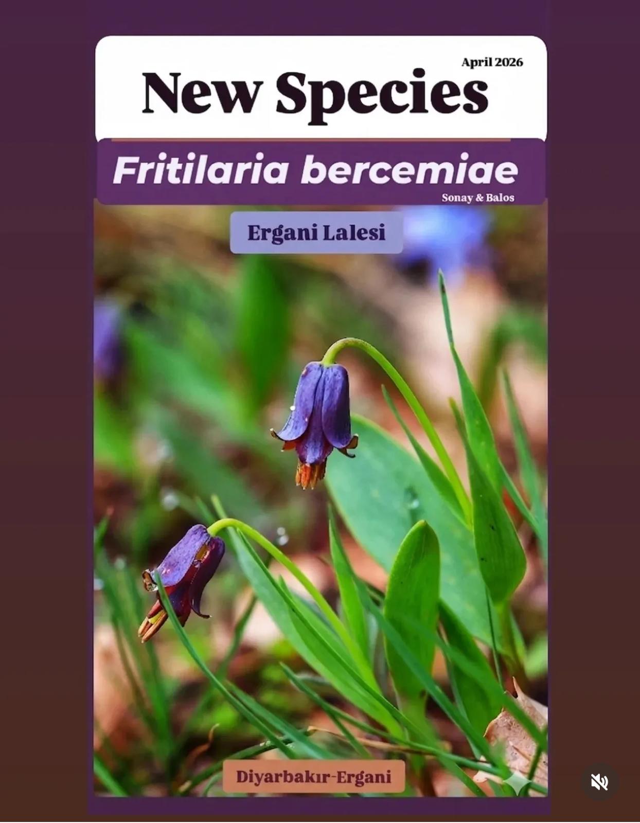 Fritillaria bercemiae makro çekim