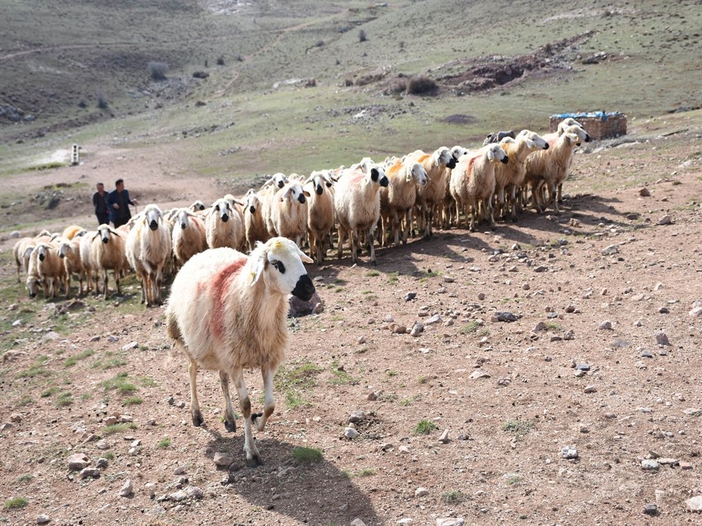 Kurban kesiminde güvenlik önlemleri
