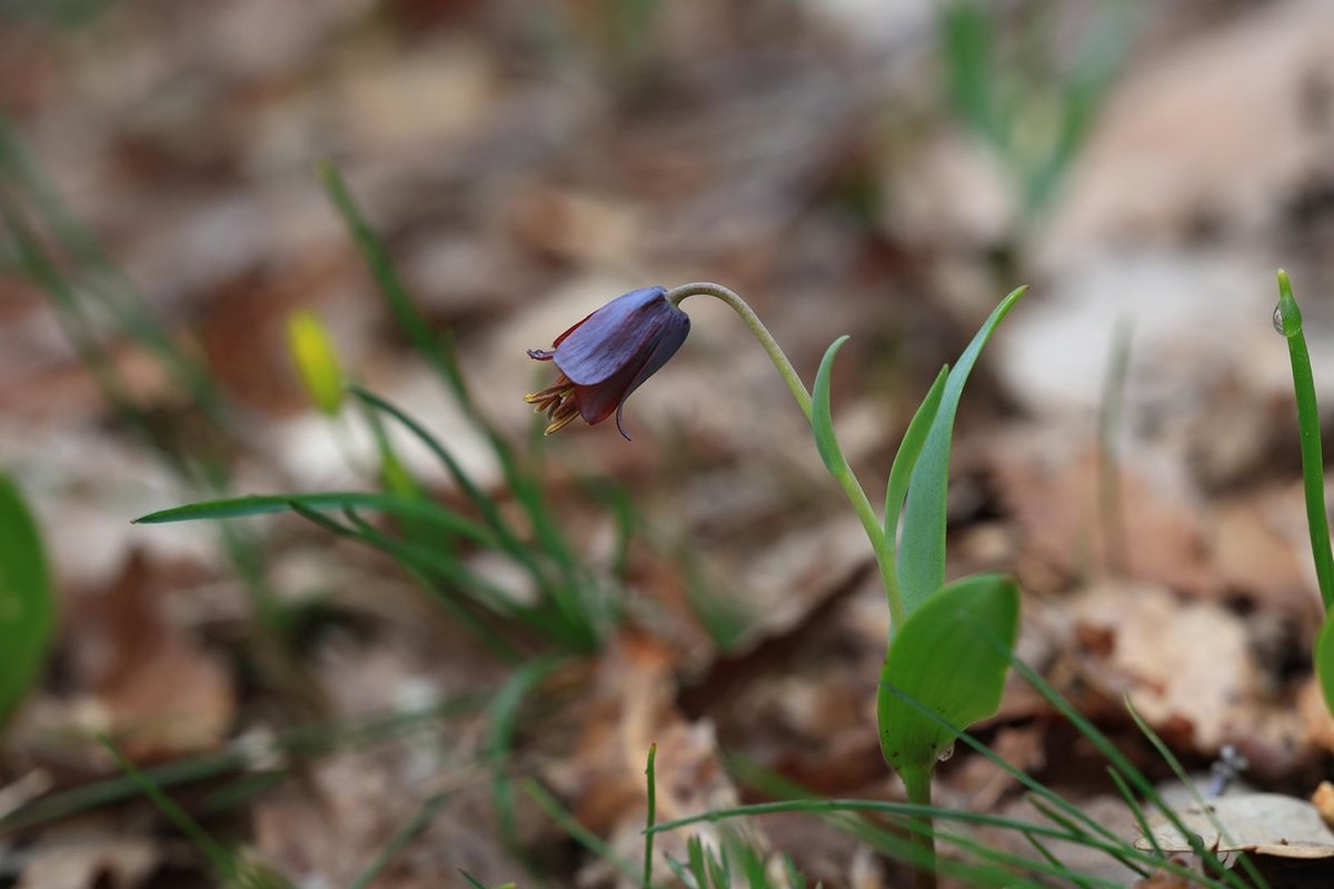 Fritillaria bercemiae keşif alanı