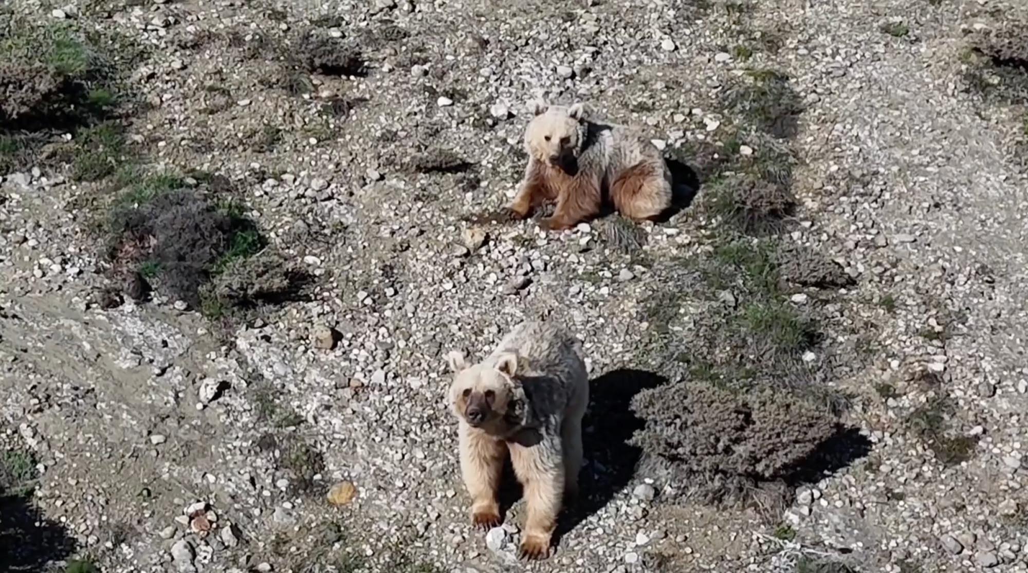 Erzincan Refahiye kırsalında bozayı
