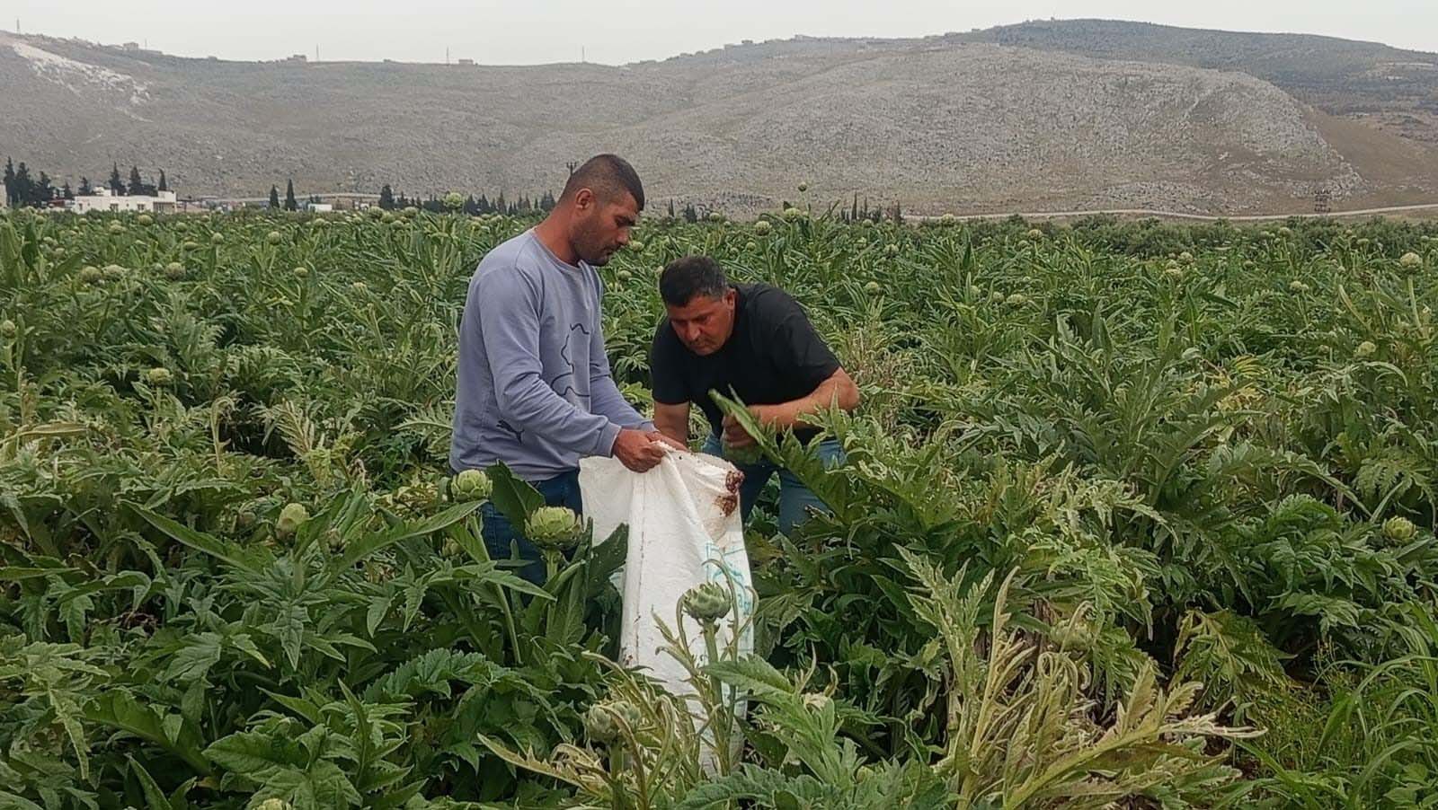Hasat edilmiş taze enginarlar