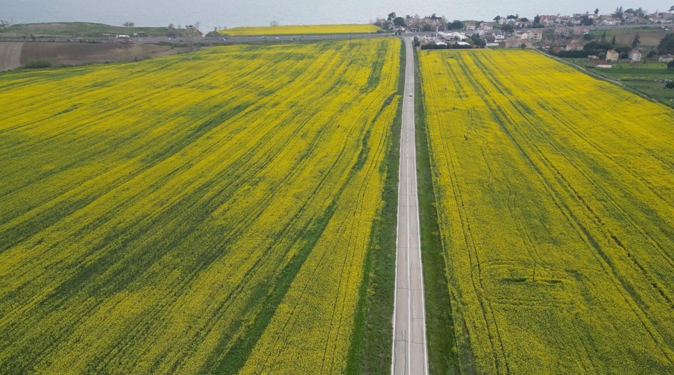 Tekirdağ buğday hasadı