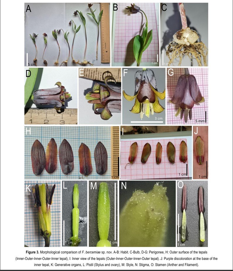 Fritillaria bercemiae detay