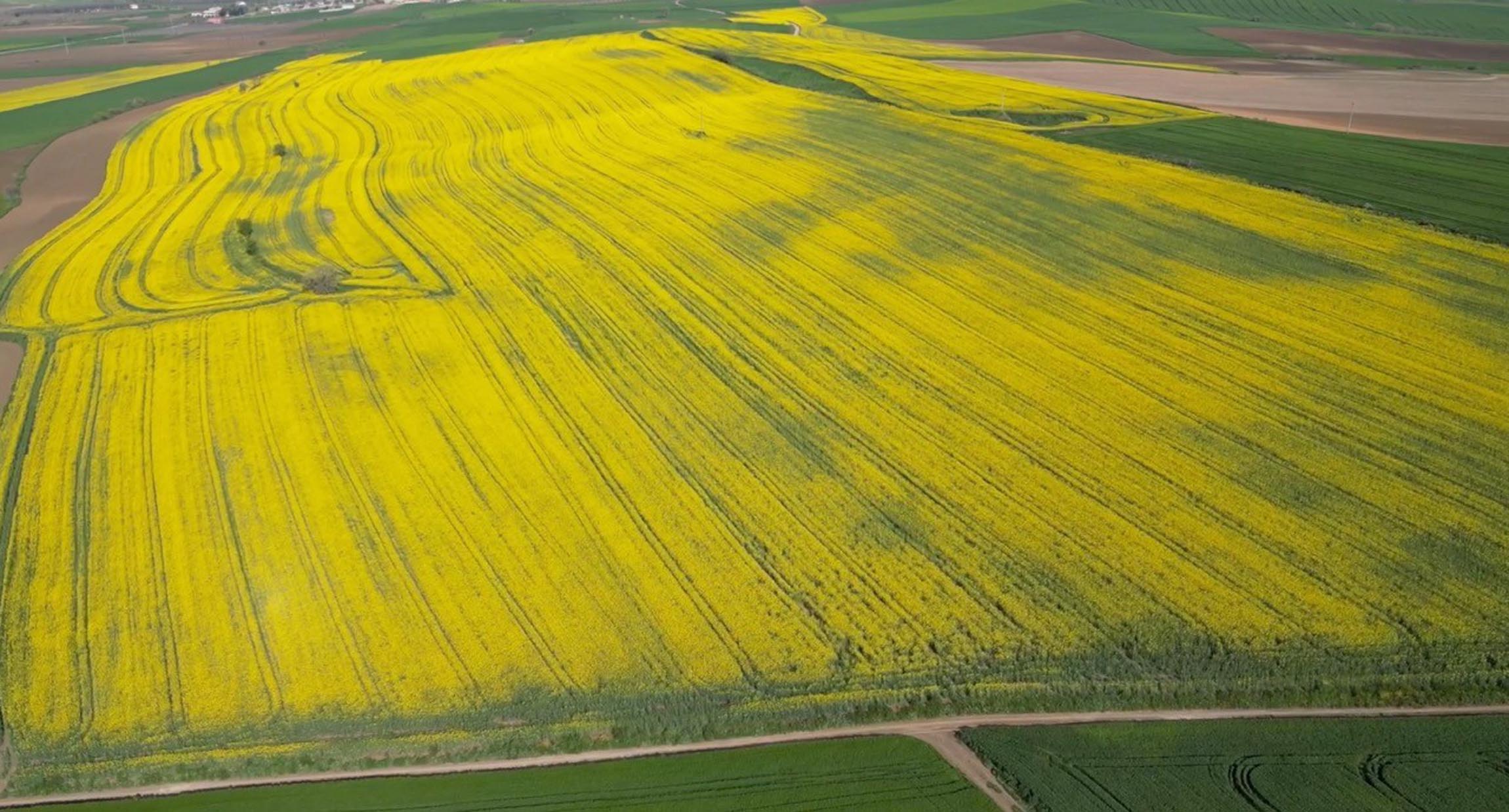 Tekirdağ kanola tarlası