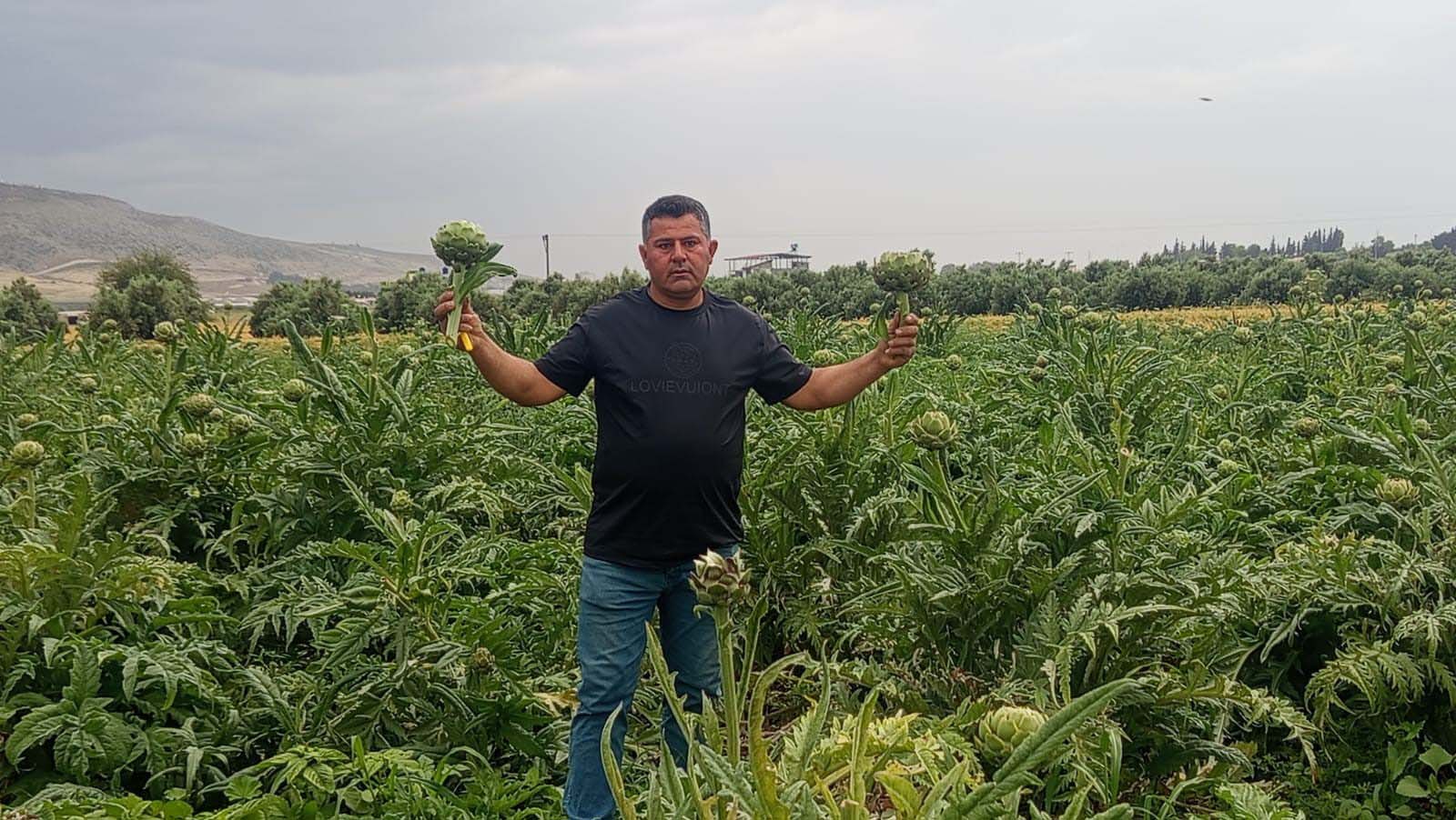 Mustafa Demir tarlasında yetiştirdiği enginarları gösteriyor