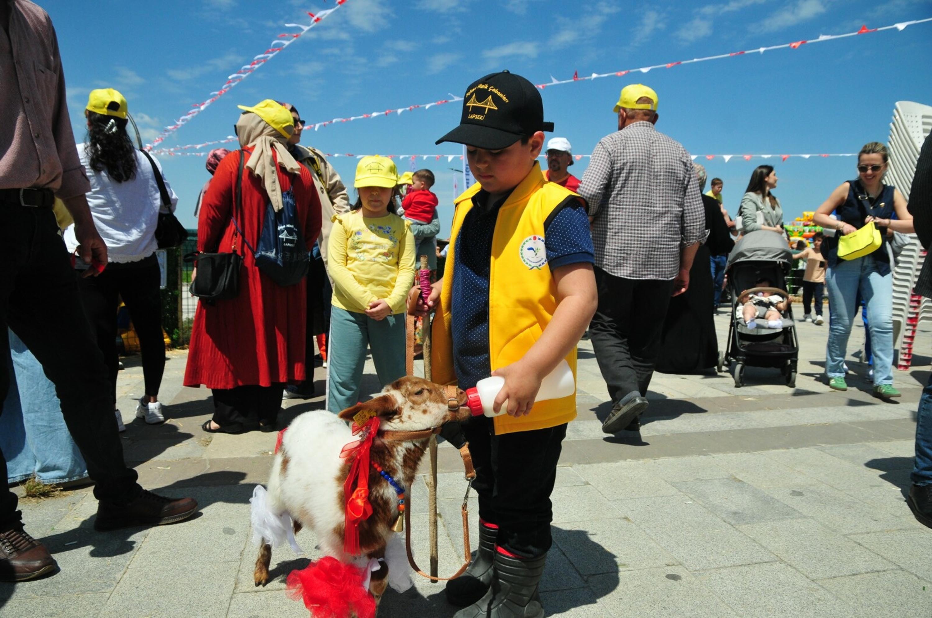 Minik çoban yarışması