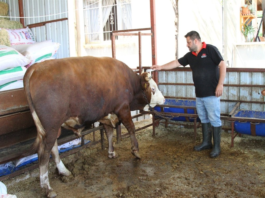 Kurban kesiminde eldiven ve çizme kullanımı
