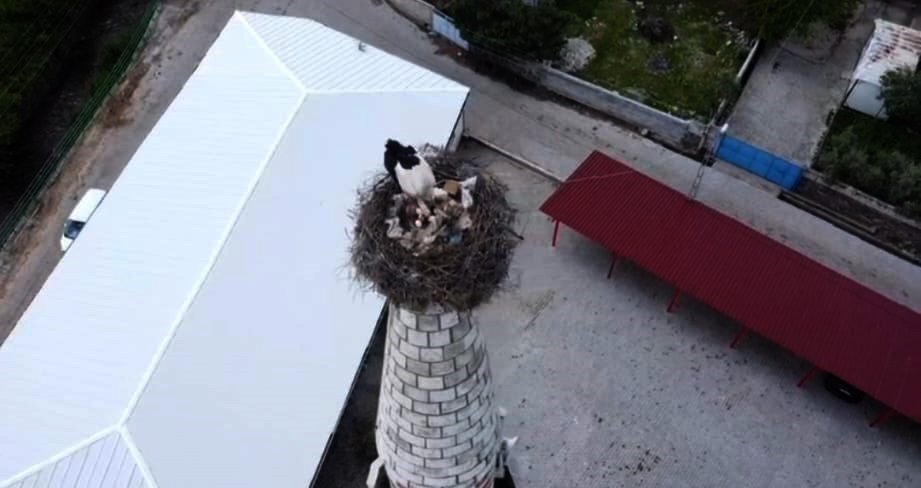 Hitit Leyleği Minaredeki Yuvasında