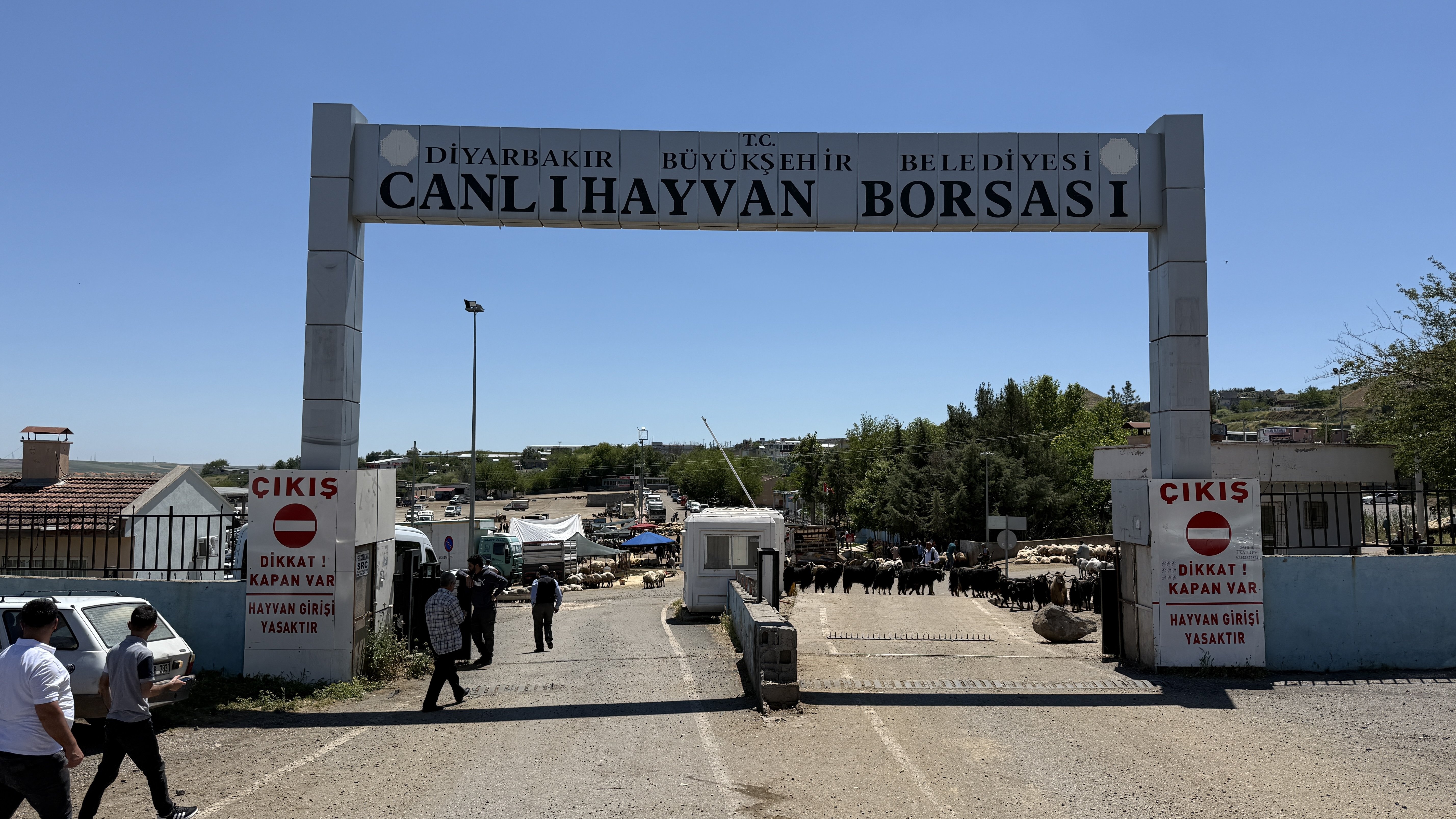 Diyarbakır Kurbanlık Fiyatları
