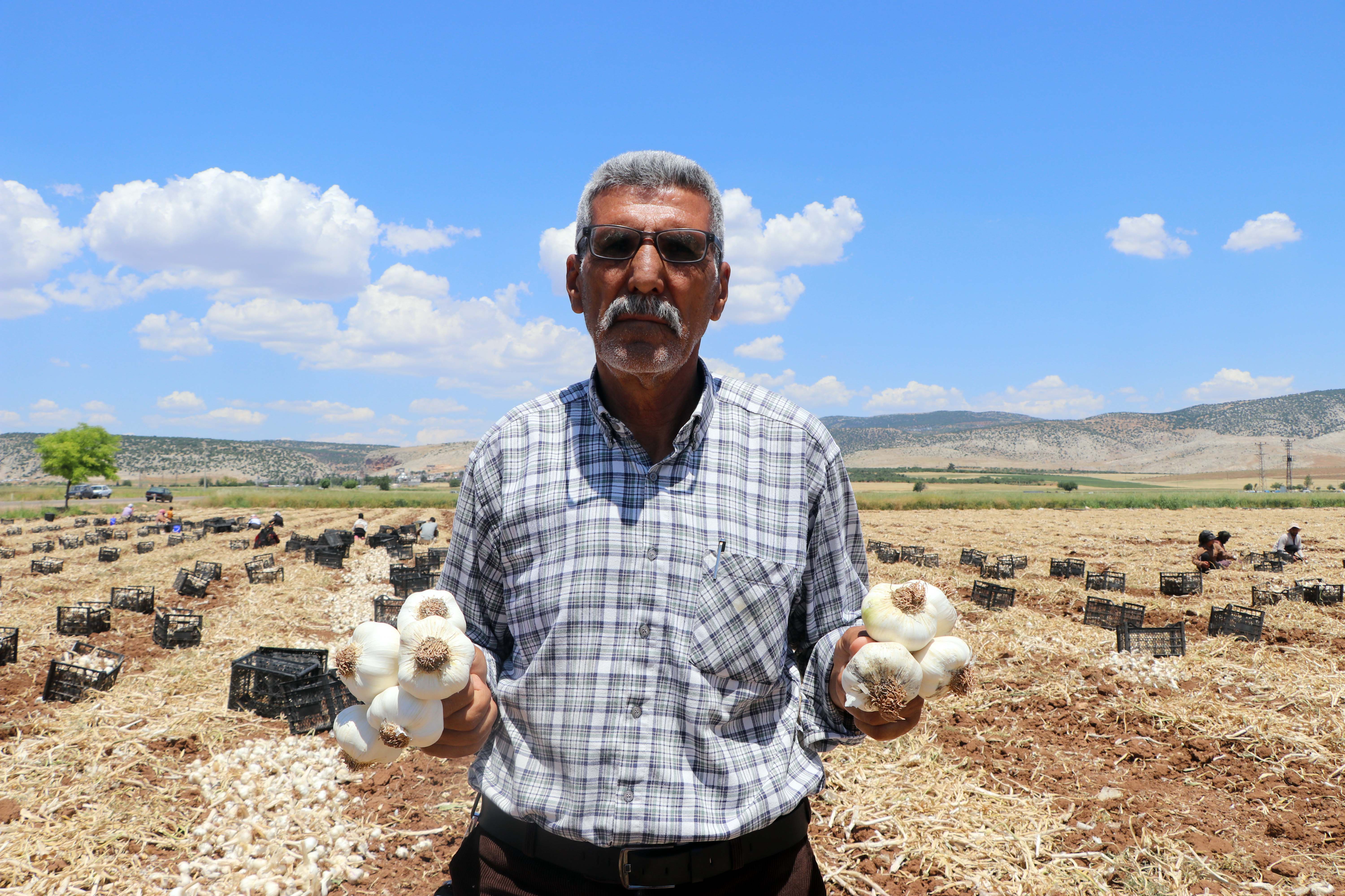 Araban sarımsağı büyük