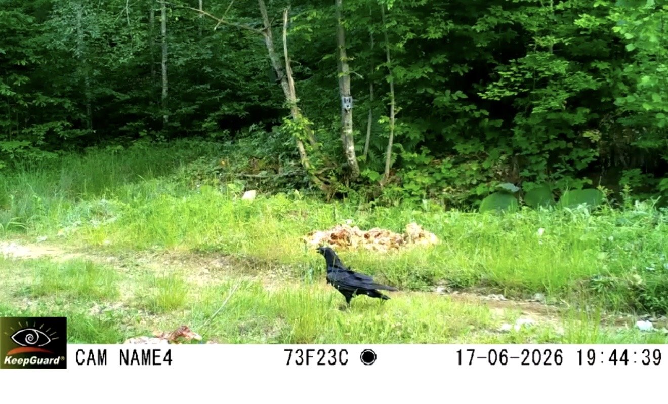 Küre Dağları Milli Parkı yaban hayatı fotokapan görüntüleri