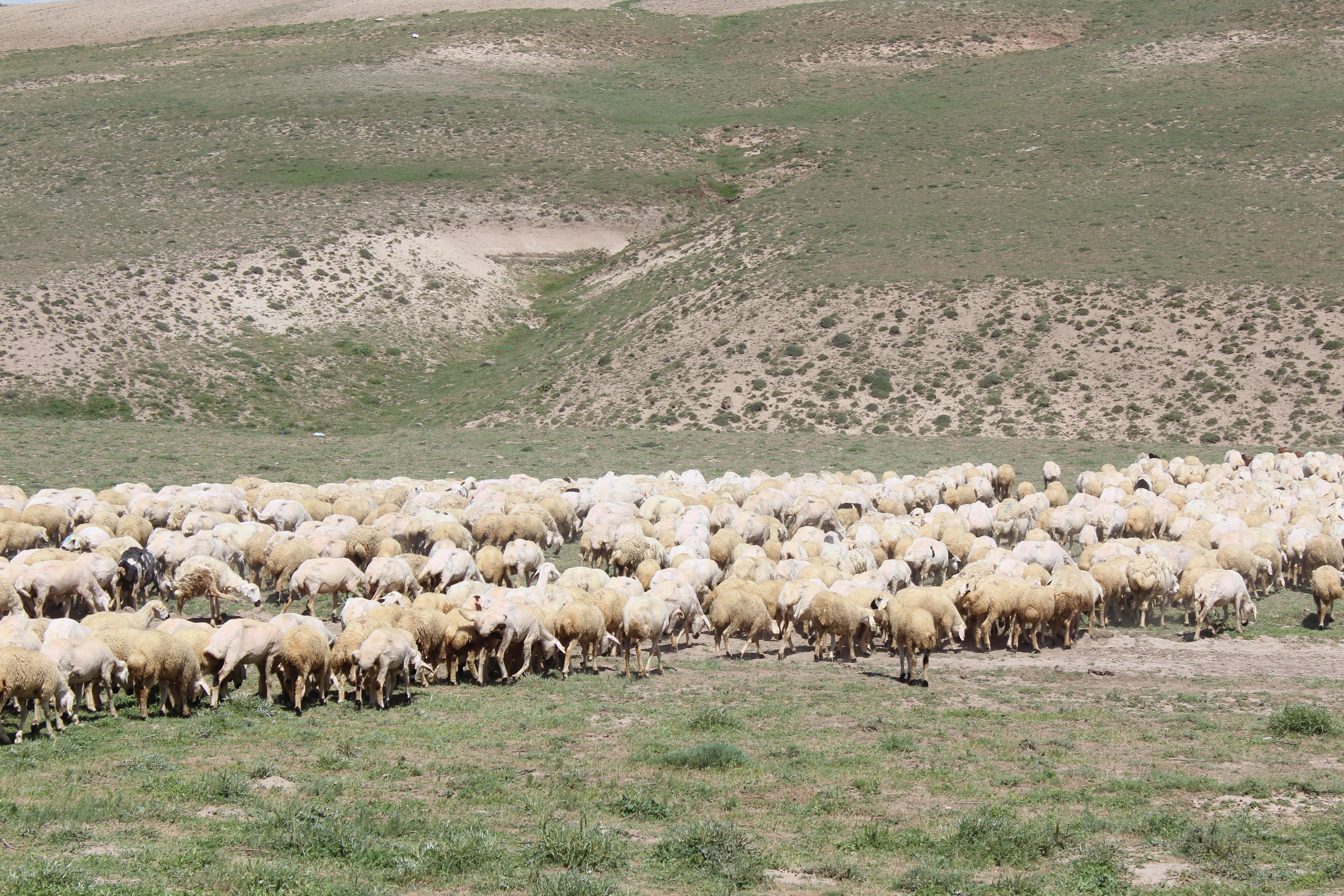 ithal çoban projesi