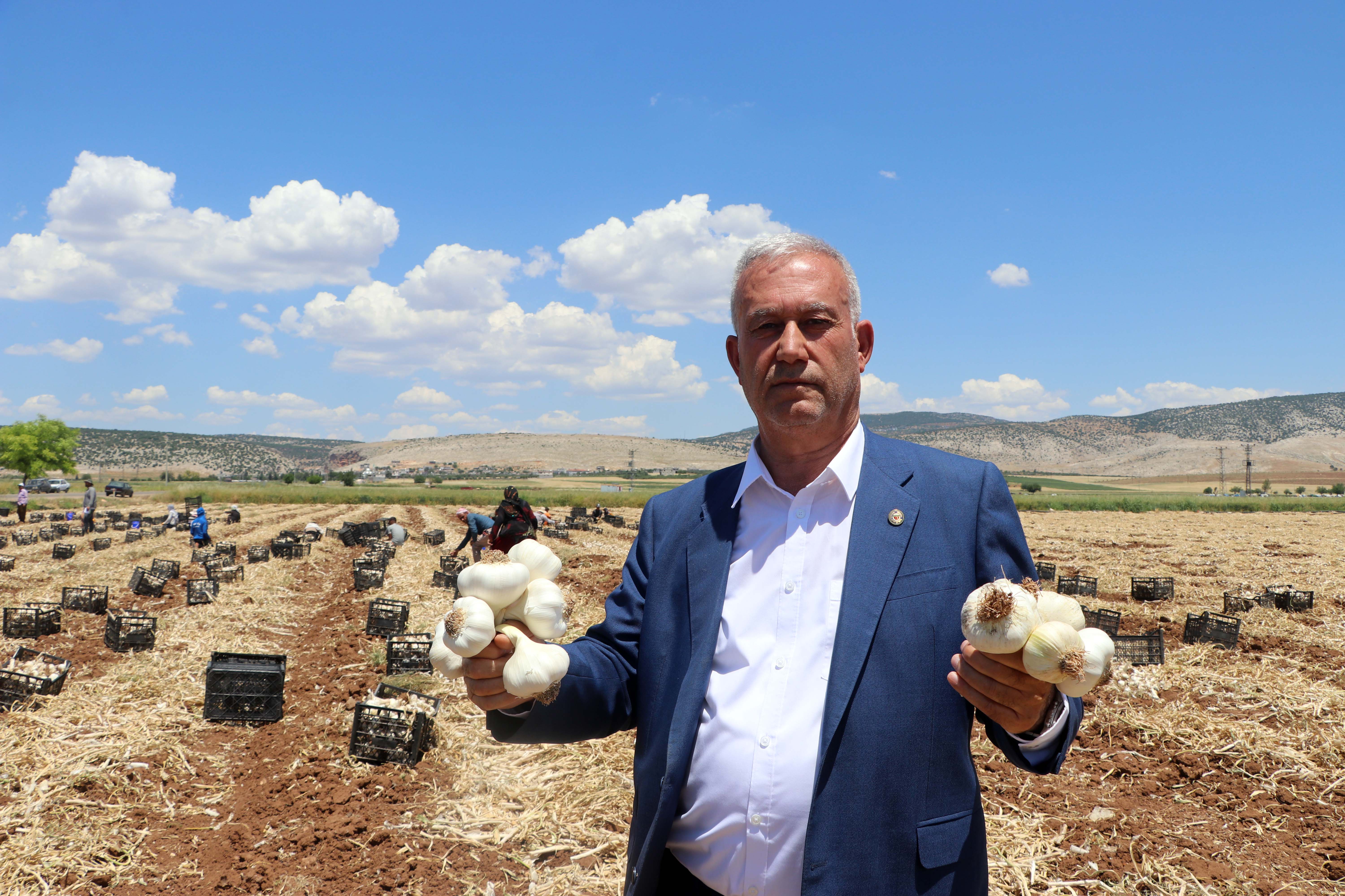 Araban sarımsağı Avrupa tescilli