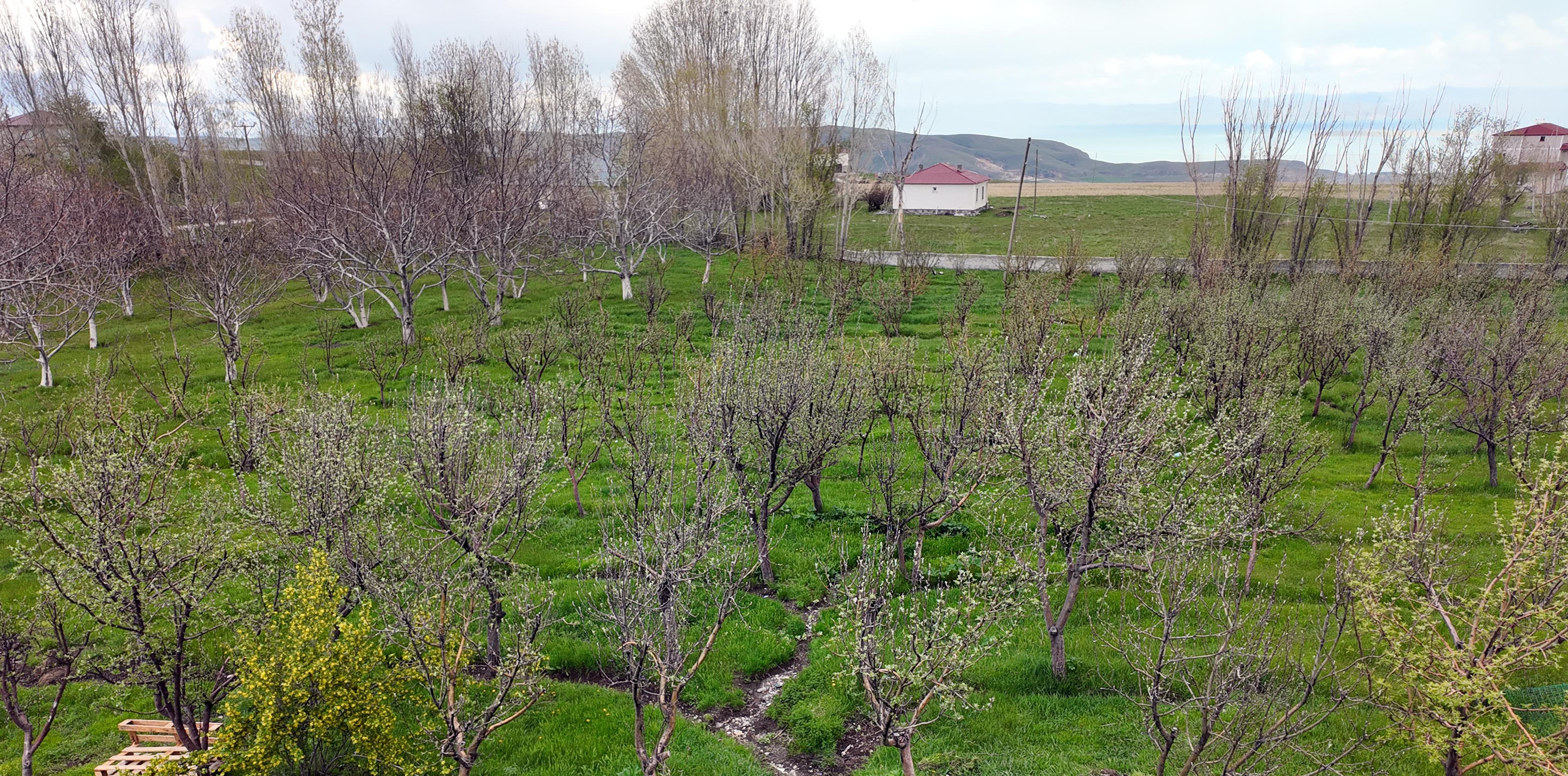 Diş Hekimi Ömer Faruk Aslan ceviz fidanı dikimi