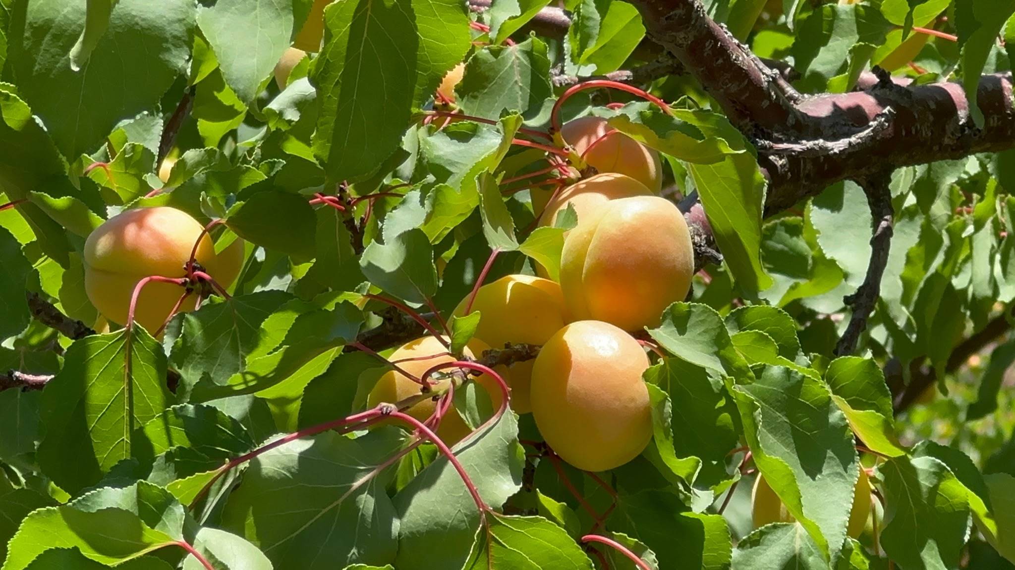 Avrupa İhracatı İçin Hazırlanan Kayısı