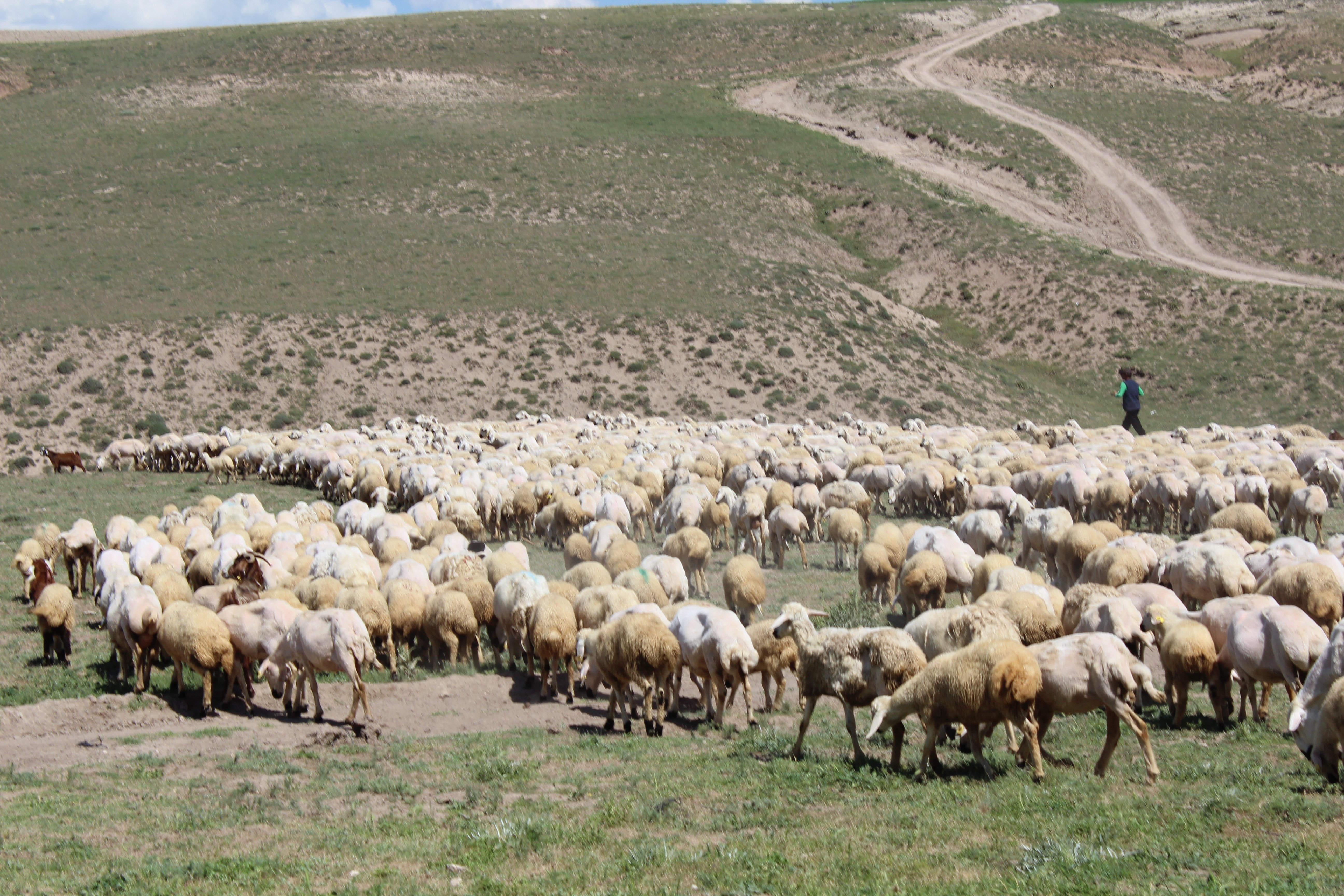 ithal çoban projesi