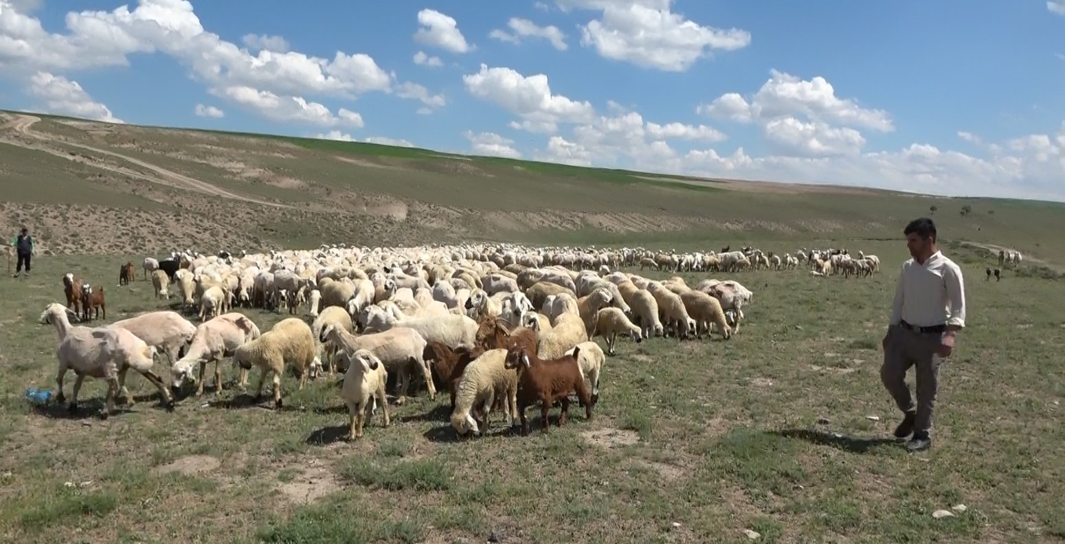 ithal çoban projesi