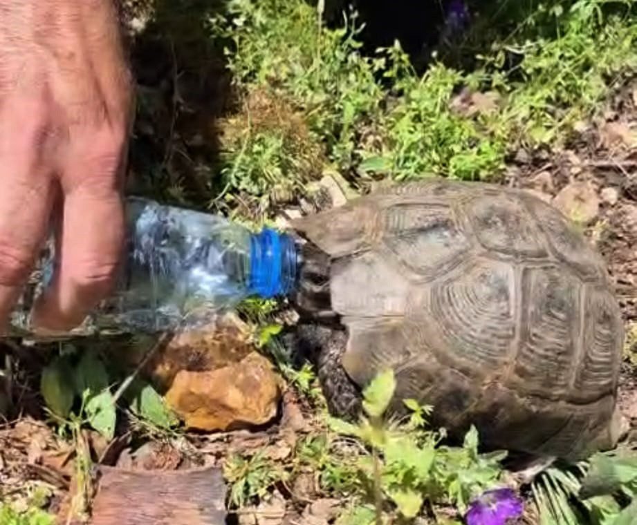 Öğretmen Müslüm Polat, susuz kalan kaplumbağaya su içiriyor