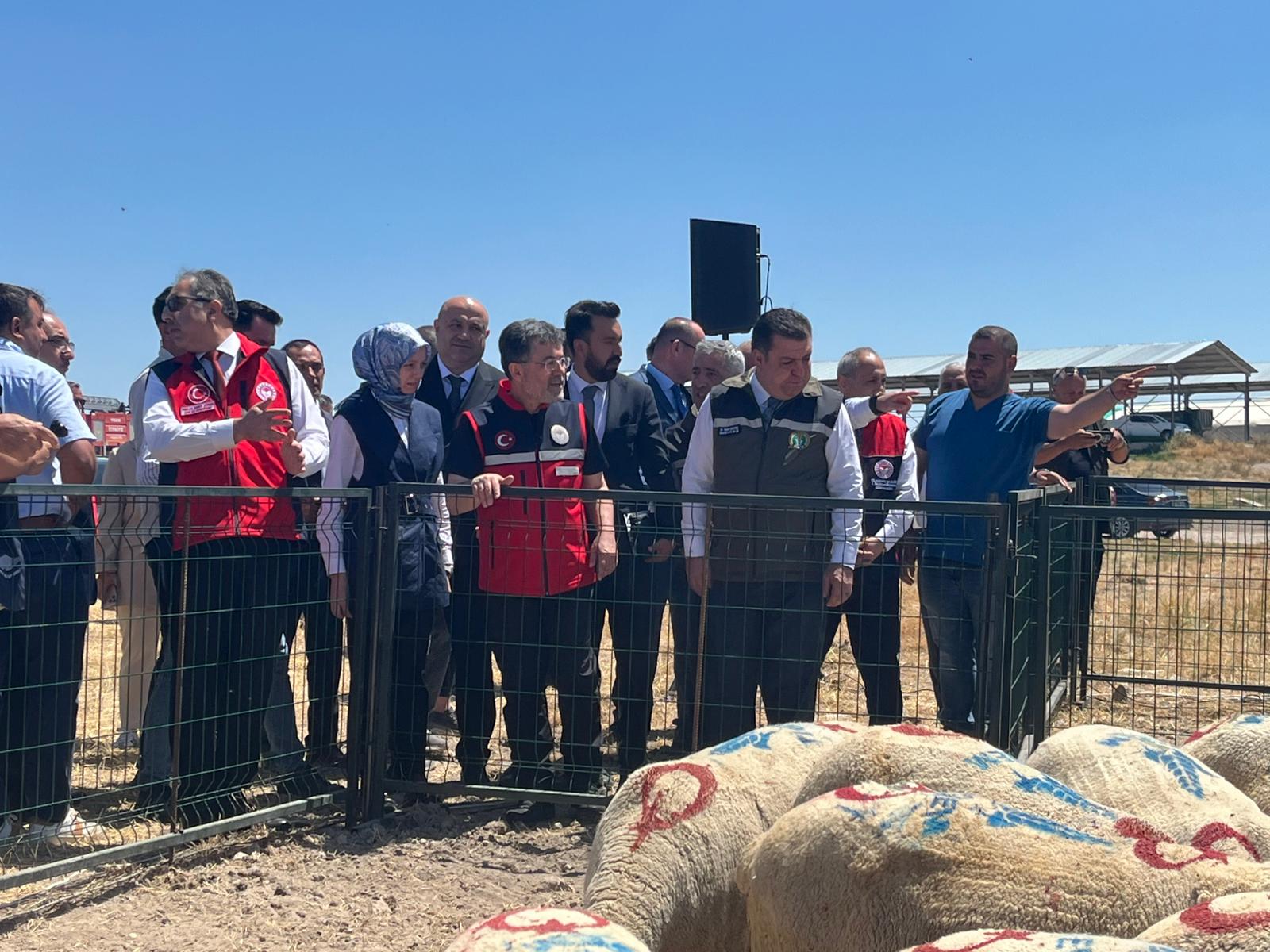 Kırsalda Bereket Küçükbaşa Destek Projesi hayvan dağıtımı